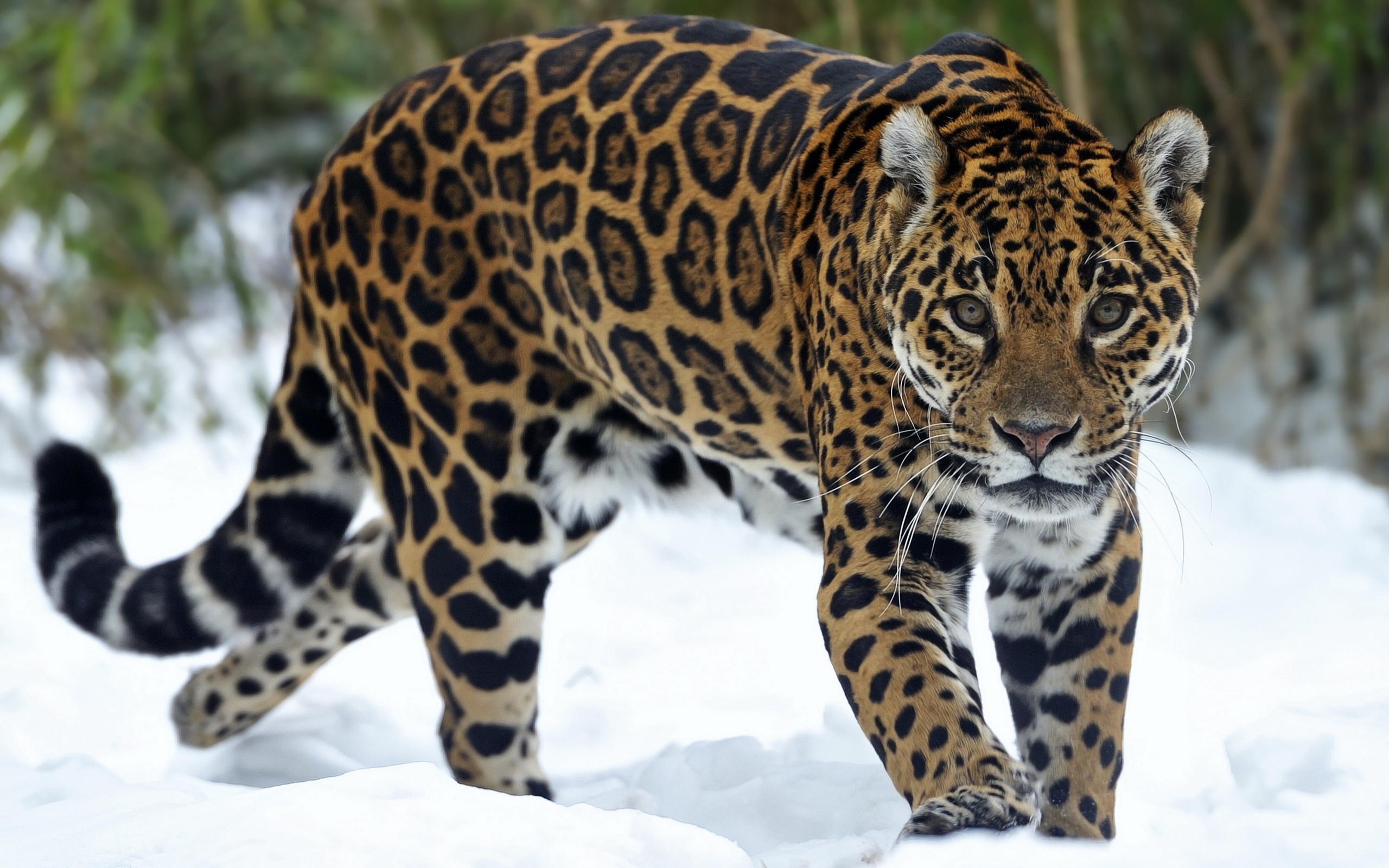 Descarga gratis la imagen Animales, Gatos, Nieve, Jaguar en el escritorio de tu PC