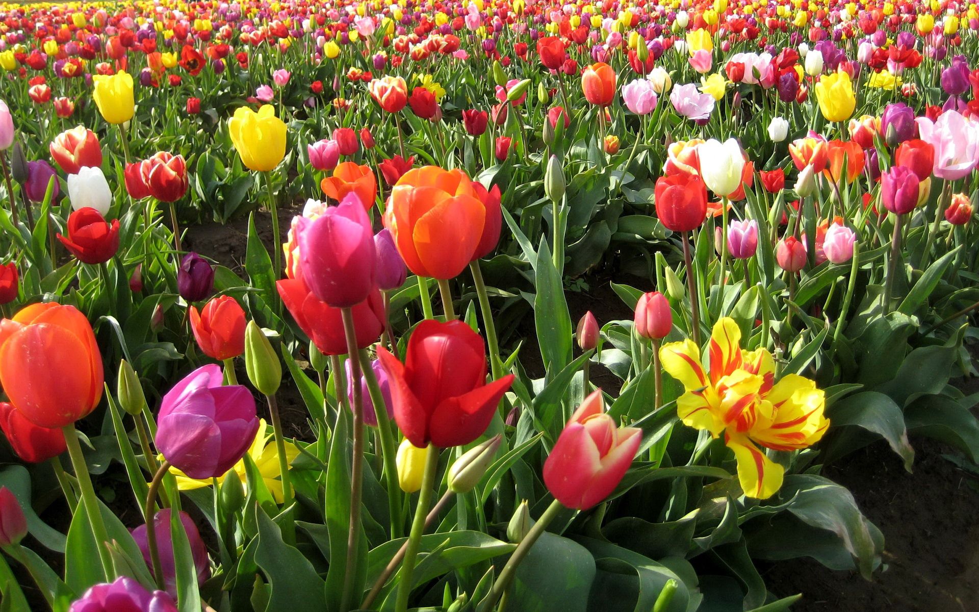 flowers, tulips, beauty, field, spring, different High Definition image