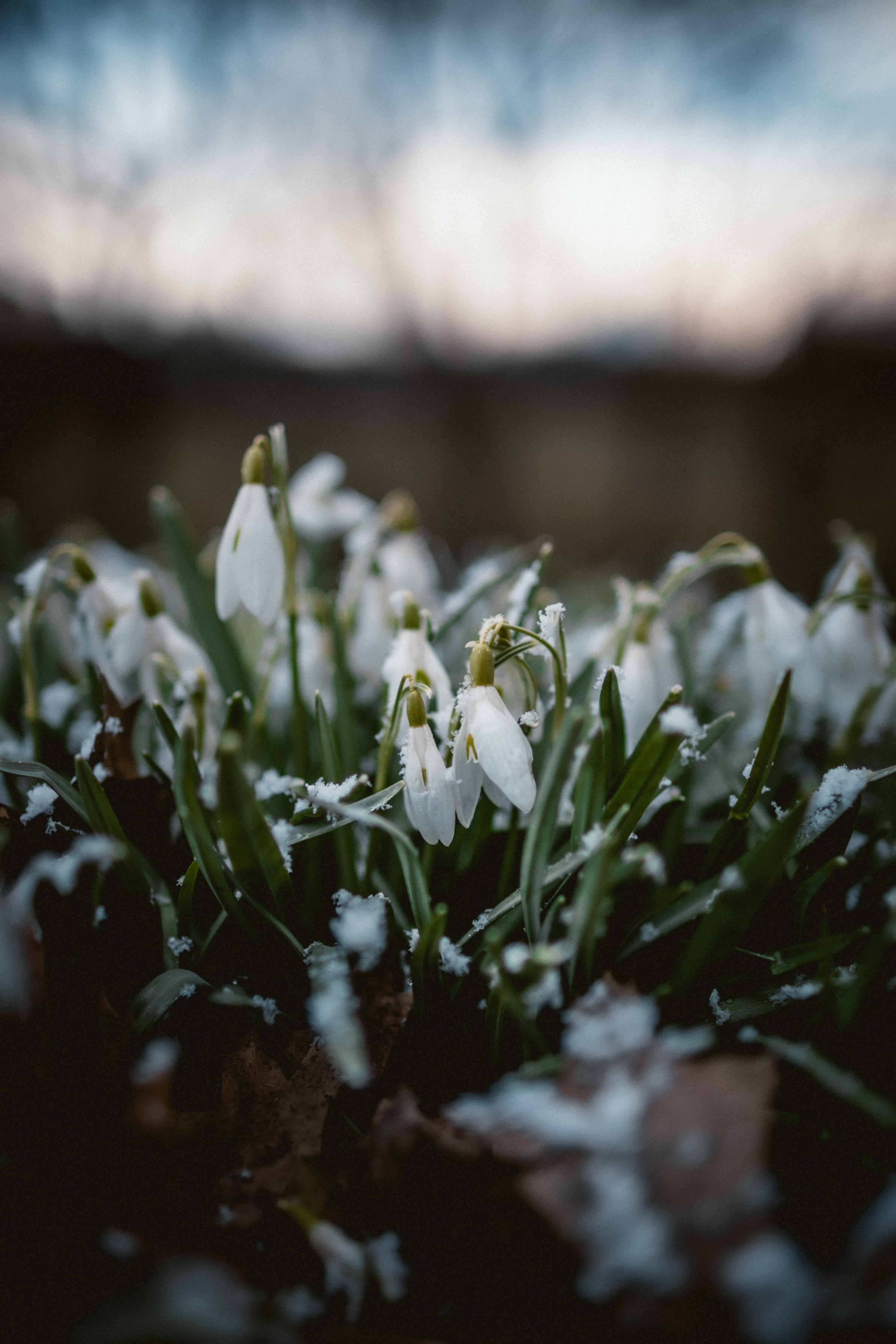 Laden Sie das Schneeglöckchen, Makro, Blumen, Schnee, Frühling-Bild kostenlos auf Ihren PC-Desktop herunter