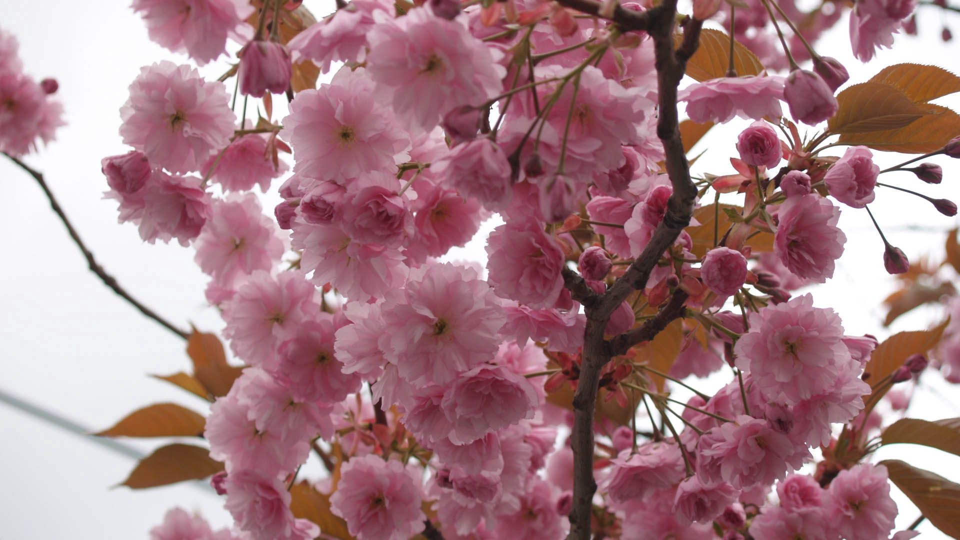 Laden Sie das Zweig, Blühenden, Ast, Pflanze, Blühen, Rosa, Blumen-Bild kostenlos auf Ihren PC-Desktop herunter