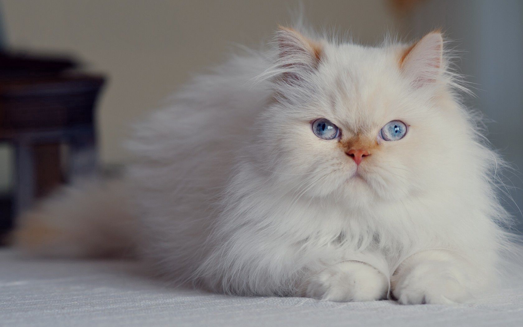 animals, cat, fluffy, persian, blue eyed