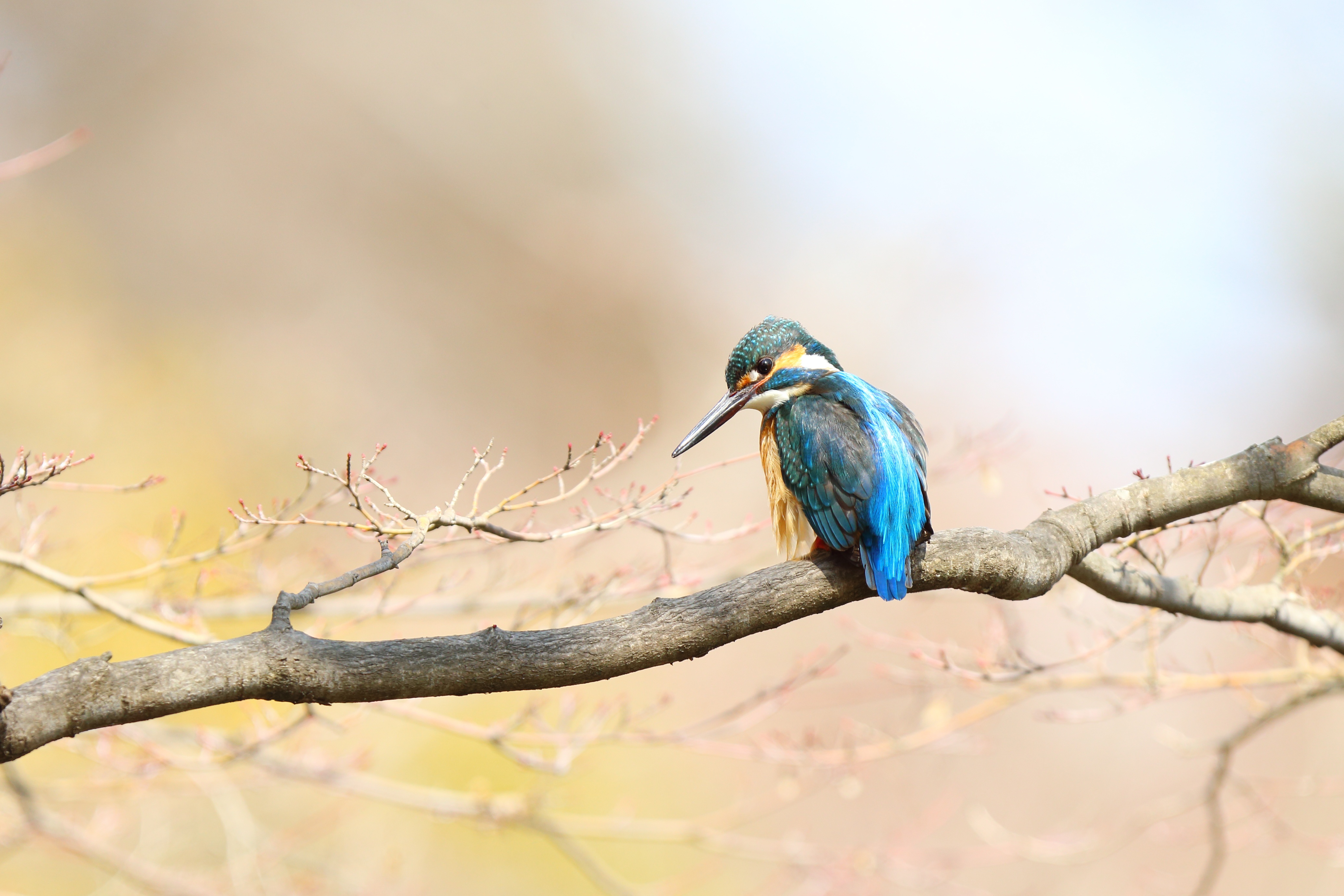 Free download wallpaper Birds, Animal, Kingfisher on your PC desktop