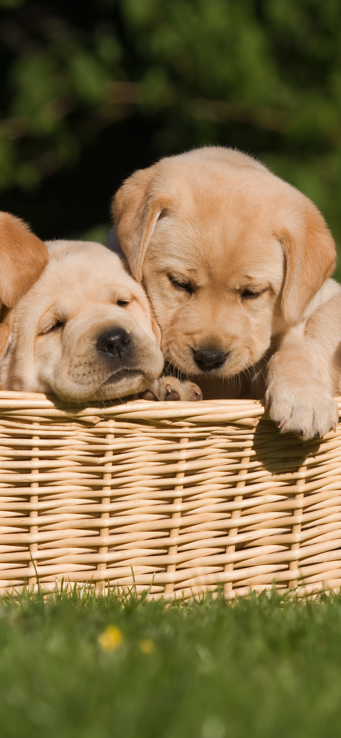 Handy-Wallpaper Tiere, Hunde, Welpen, Labrador Retriever kostenlos herunterladen.