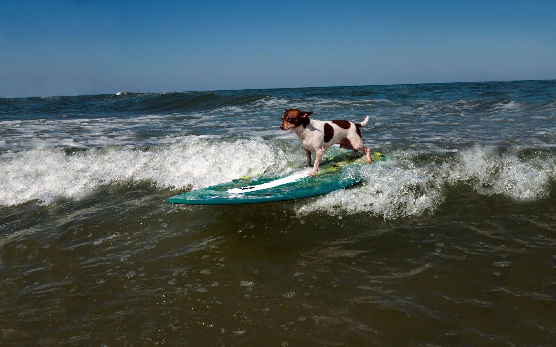sports, animals, waves, serfing, dog