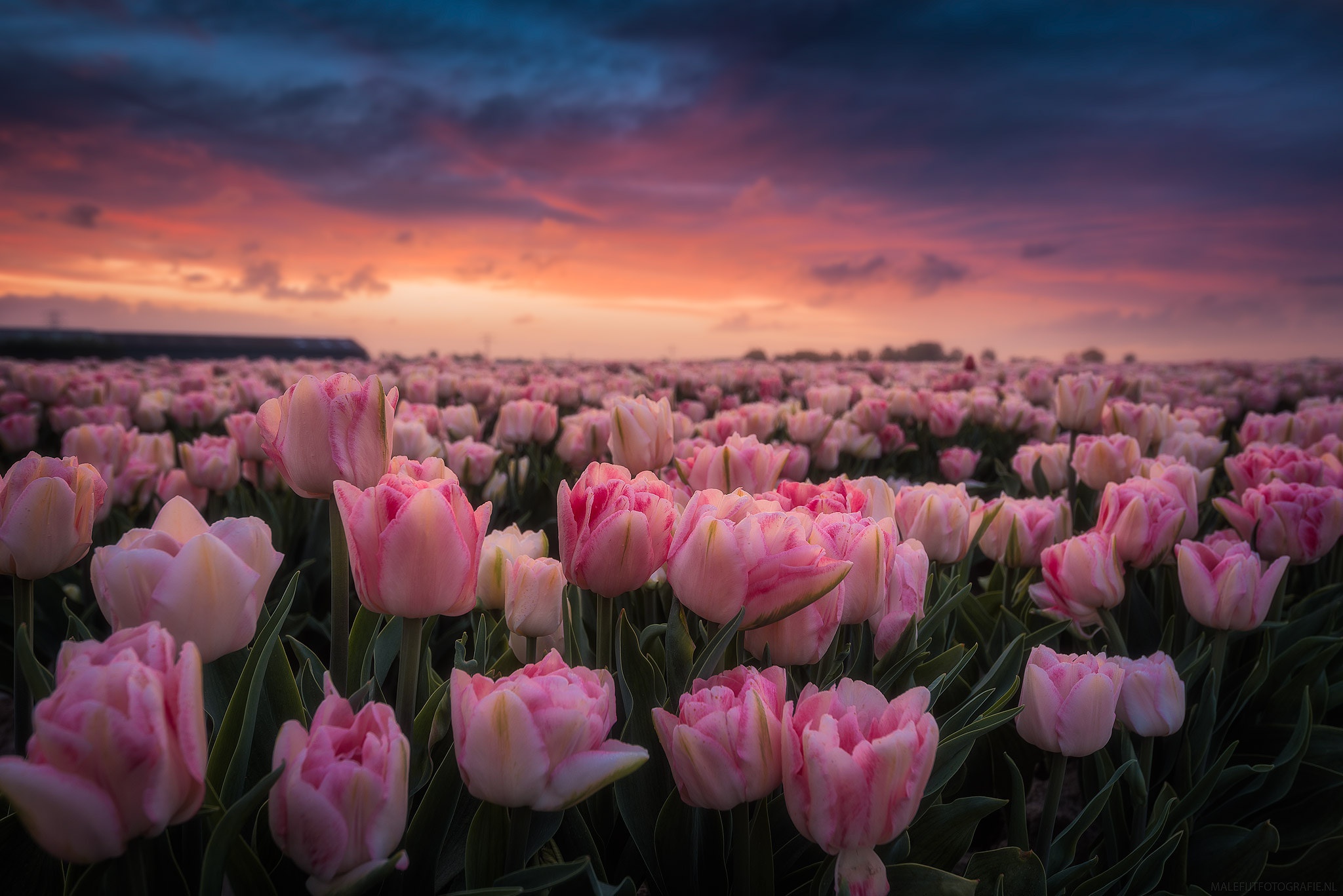 Free download wallpaper Nature, Flowers, Flower, Earth, Field, Tulip, Pink Flower on your PC desktop
