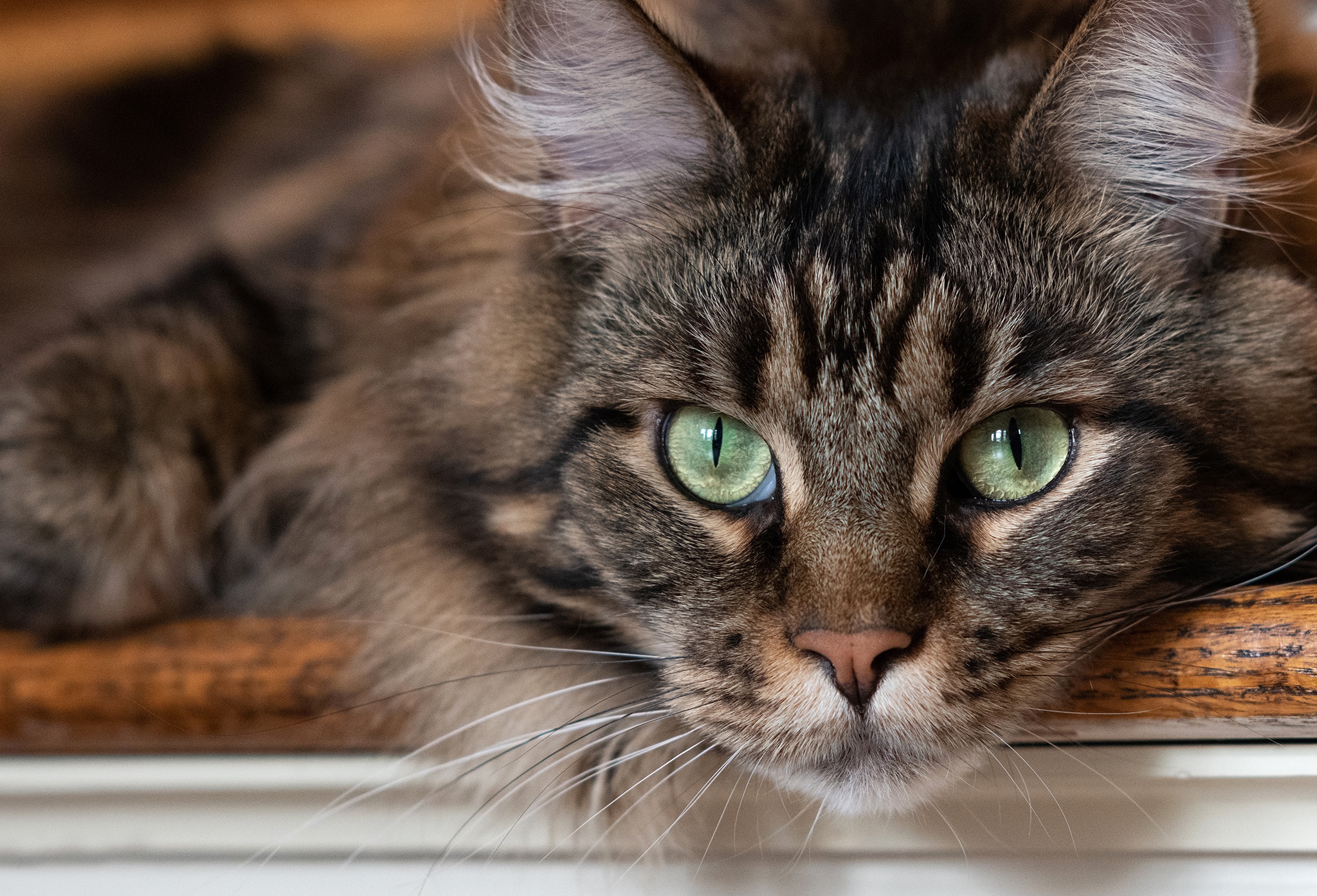 Baixar papel de parede para celular de Animais, Gatos, Gato, Olhar Fixamente gratuito.