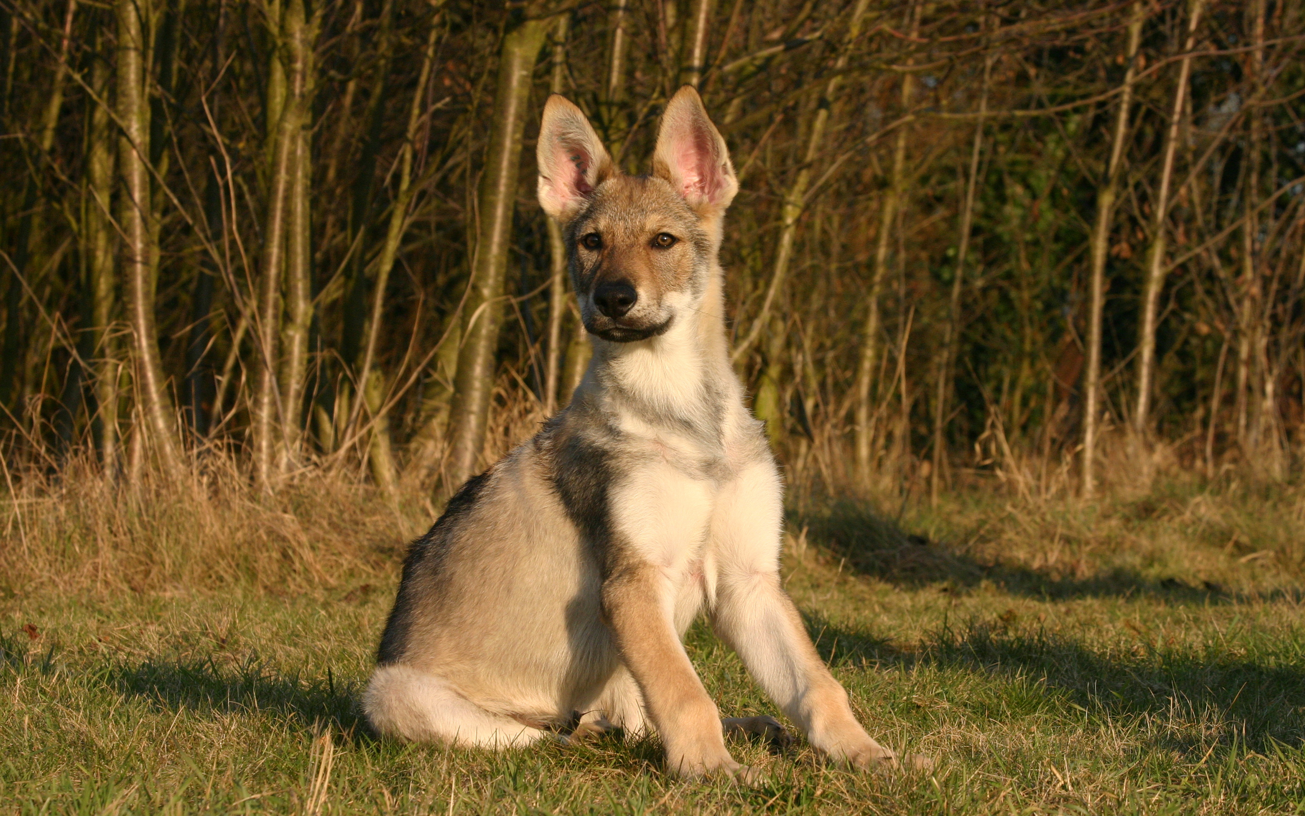 Téléchargez des papiers peints mobile Animaux, Chiens, Chien gratuitement.