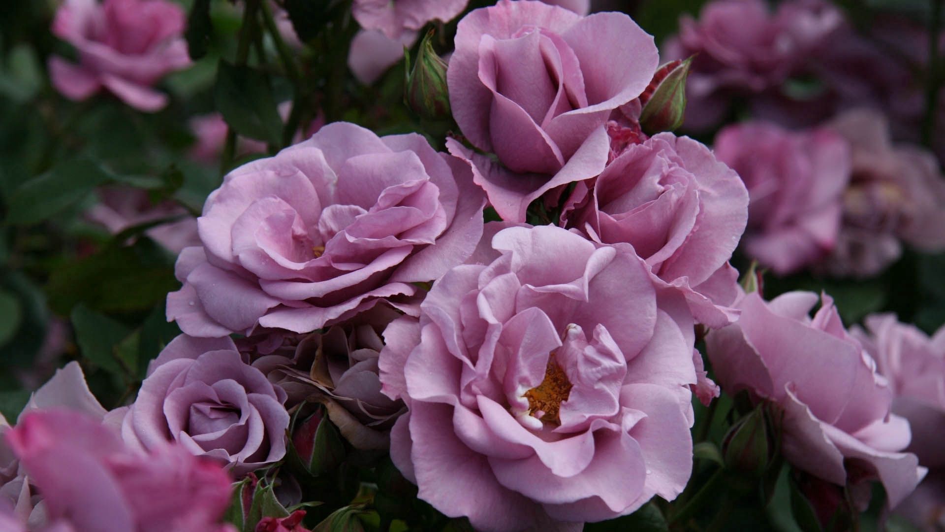 Download mobile wallpaper Wild, Petals, Rose, Rose Flower, Flowers for free.