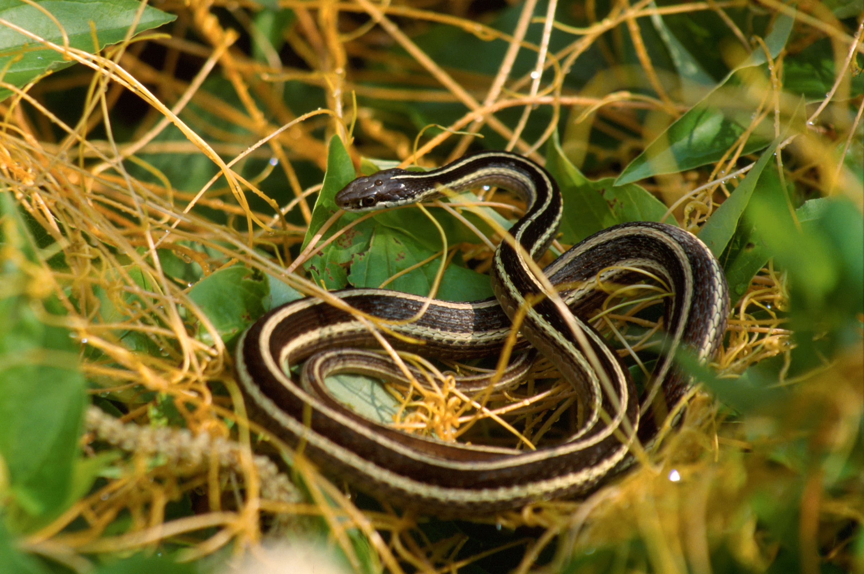 Téléchargez gratuitement l'image Animaux, Serpent, Reptiles sur le bureau de votre PC