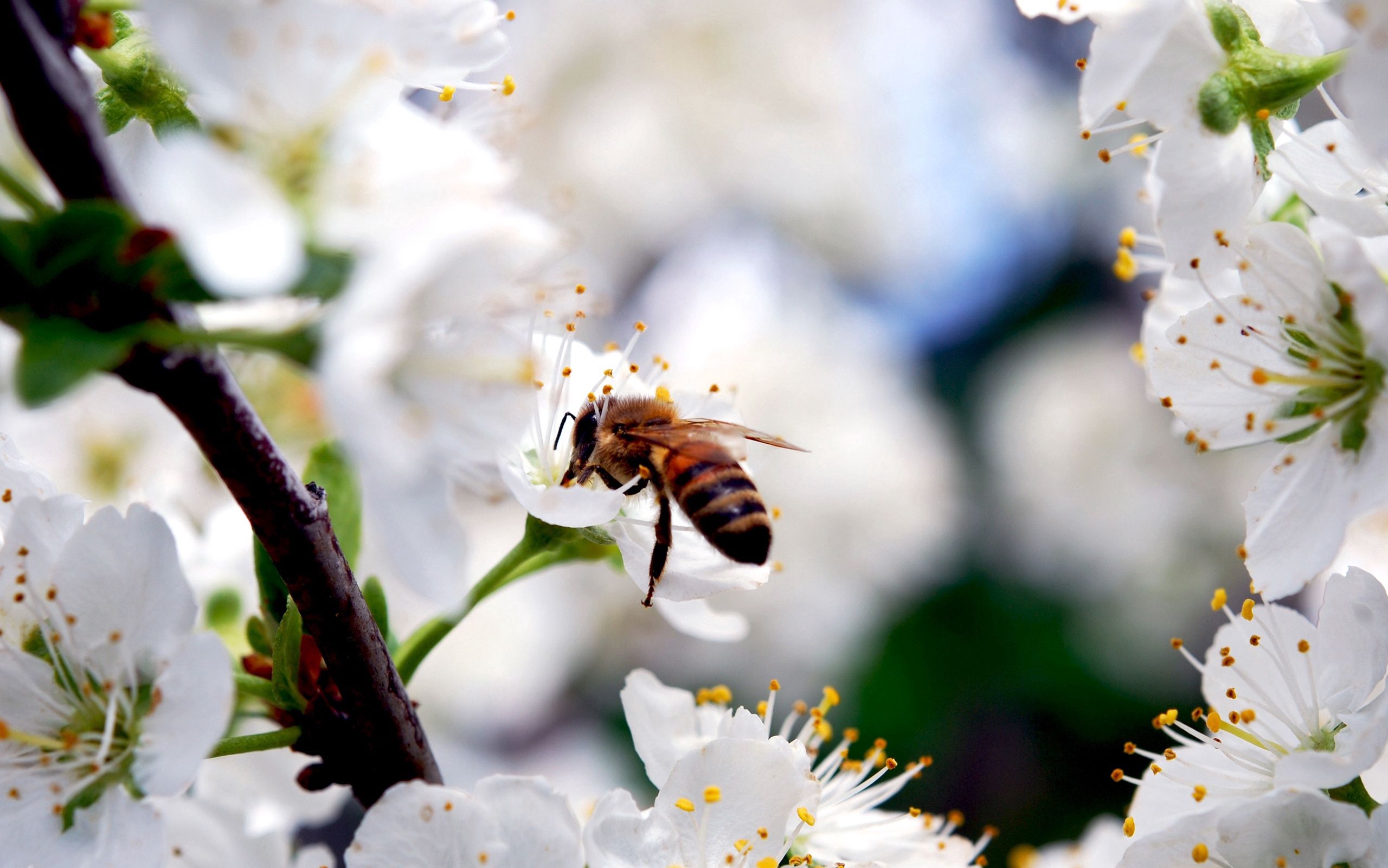 108832 télécharger le fond d'écran fleurs, macro, abeille, pollinisation - économiseurs d'écran et images gratuitement