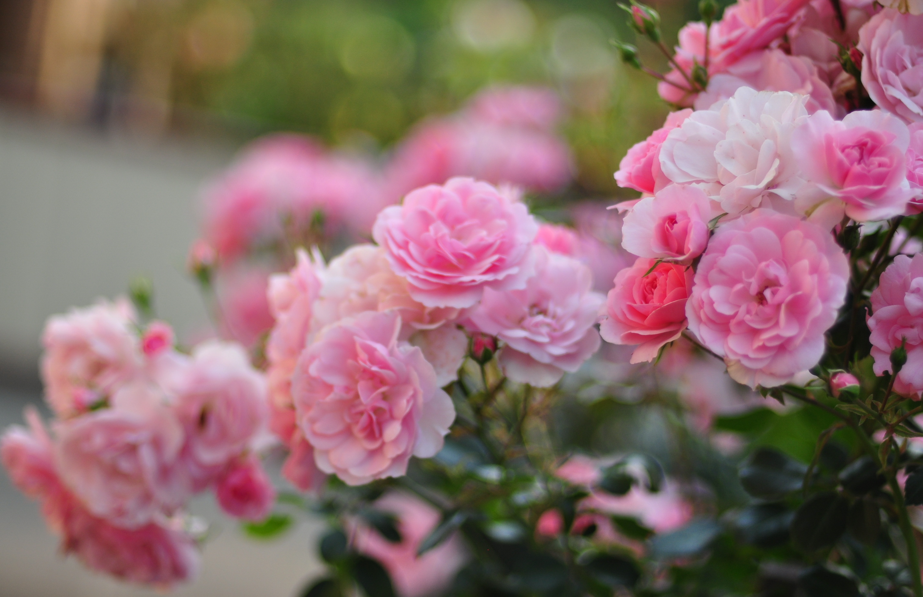 336651 скачать обои природа, флауэрсы, роза, цветок, розовый цветок, розовый куст, земля/природа - заставки и картинки бесплатно