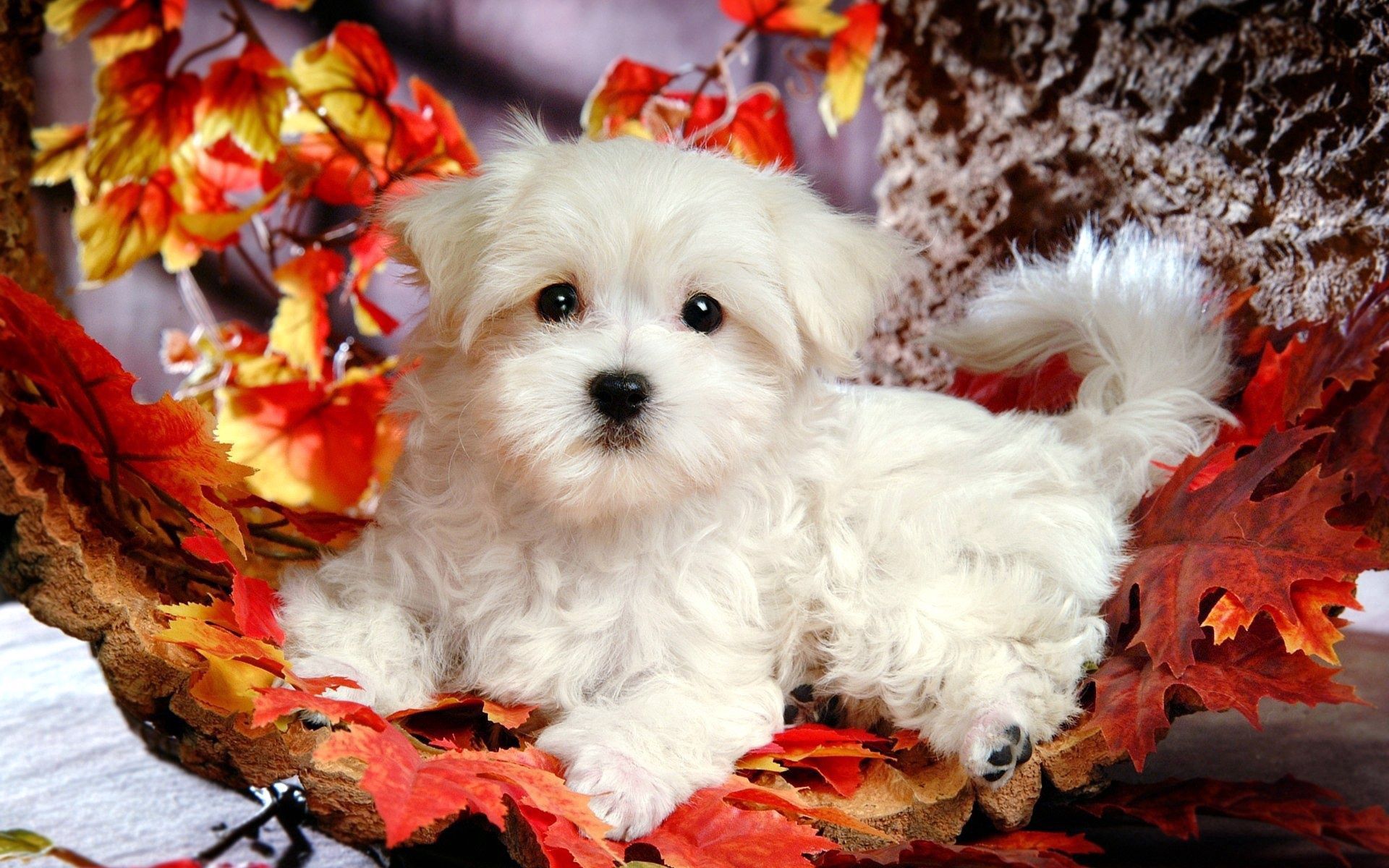 Download mobile wallpaper Lie, To Lie Down, Leaves, Animals, Puppy, Autumn for free.