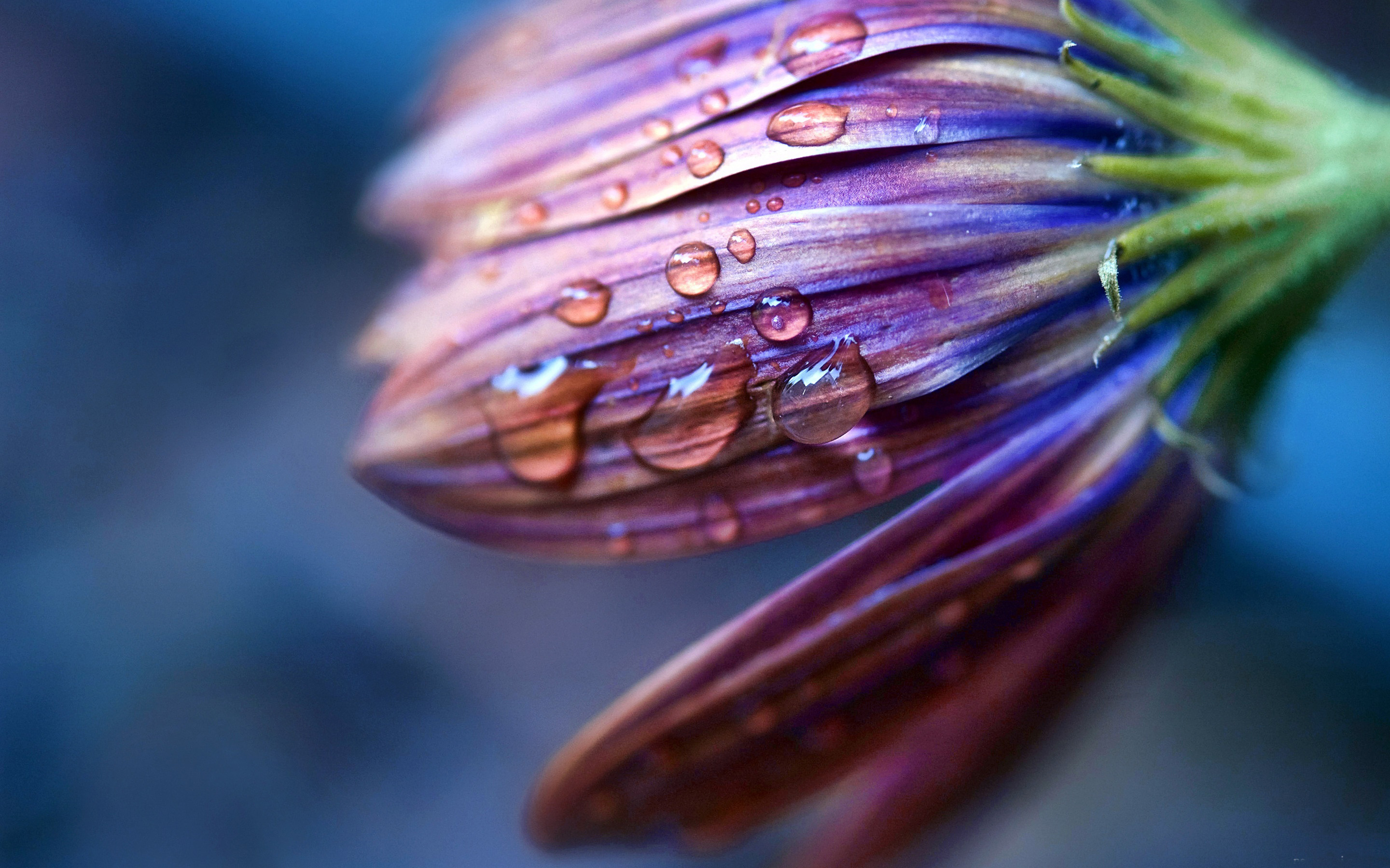 dew, drops, flower, macro, spray High Definition image