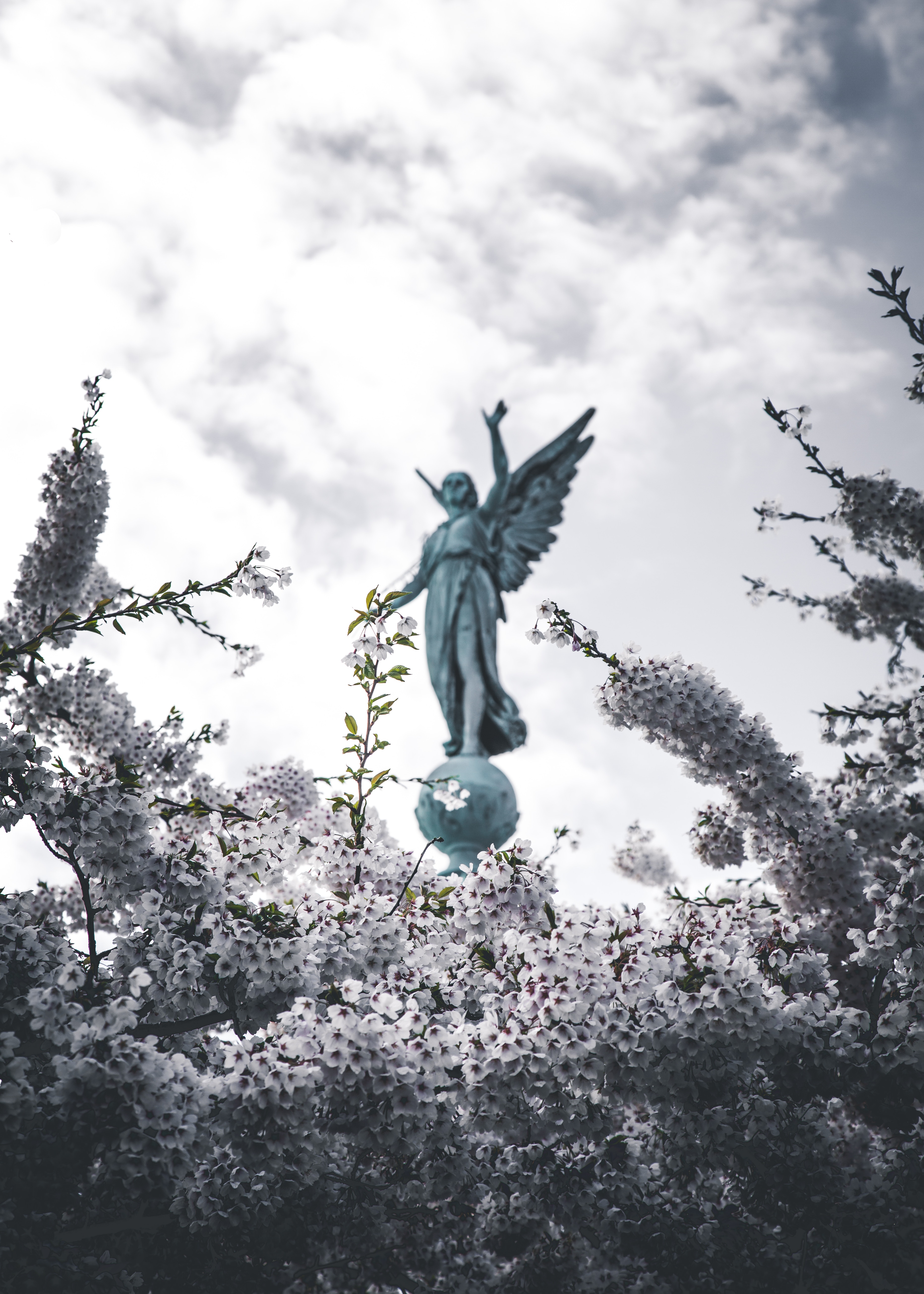 angel, sakura, flowers, miscellanea, miscellaneous, branches, bloom, flowering, statue Full HD