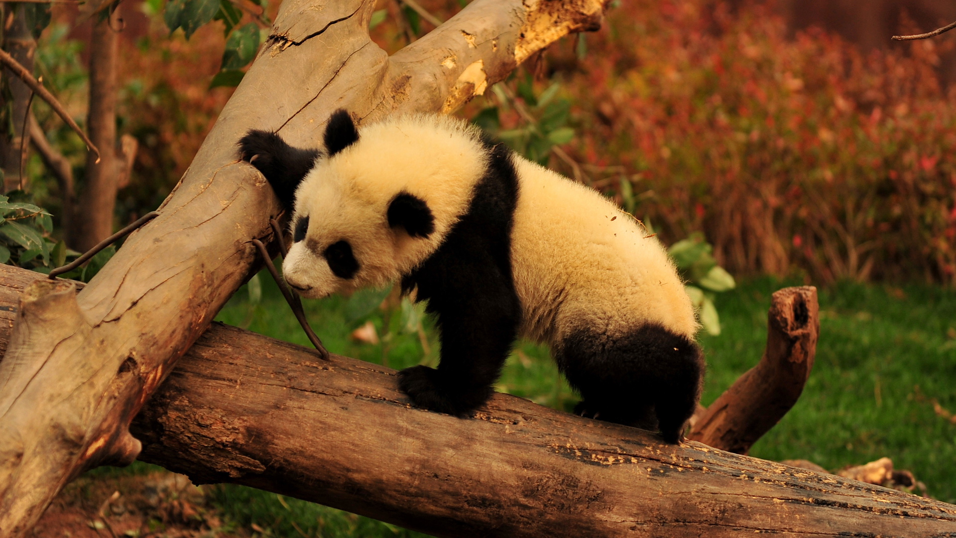 Téléchargez des papiers peints mobile Animaux, Panda gratuitement.