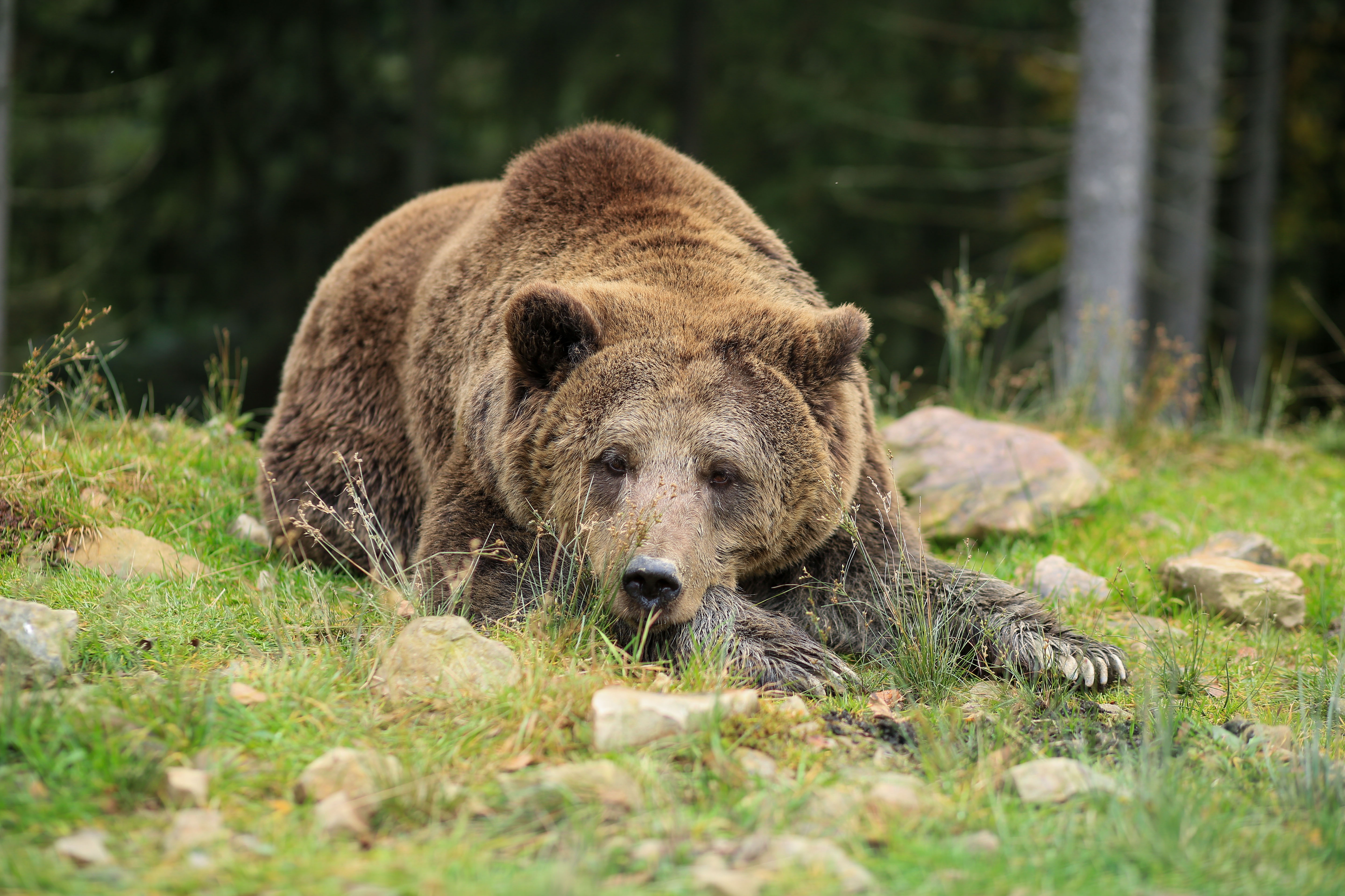 467519 télécharger le fond d'écran grizzli, animaux, grisonnant, ours - économiseurs d'écran et images gratuitement