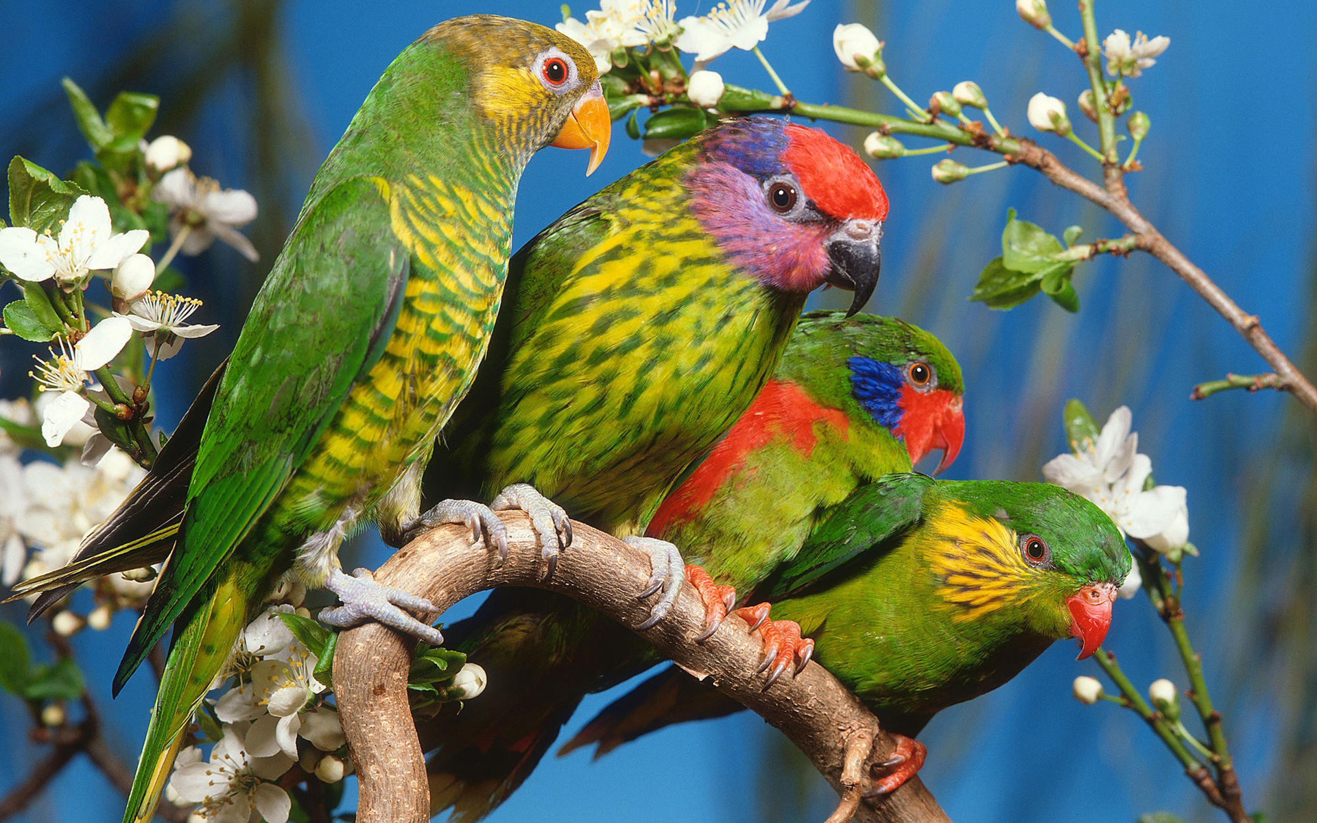 Free download wallpaper Animal, Parrot on your PC desktop