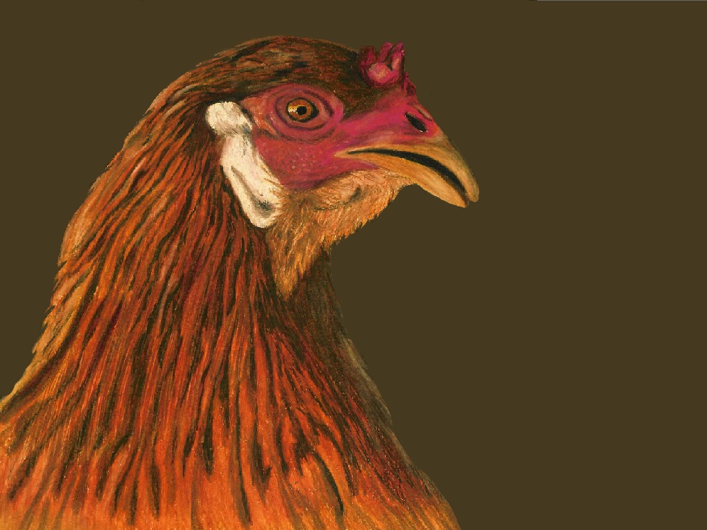 1514235 скачать картинку курица, животные - обои и заставки бесплатно