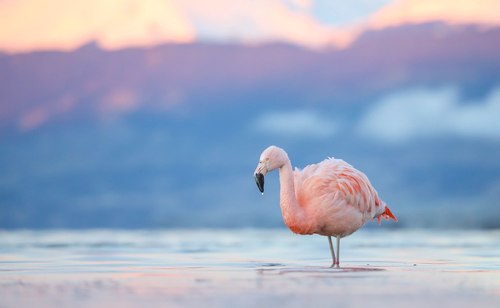 Free download wallpaper Birds, Flamingo, Bird, Animal on your PC desktop