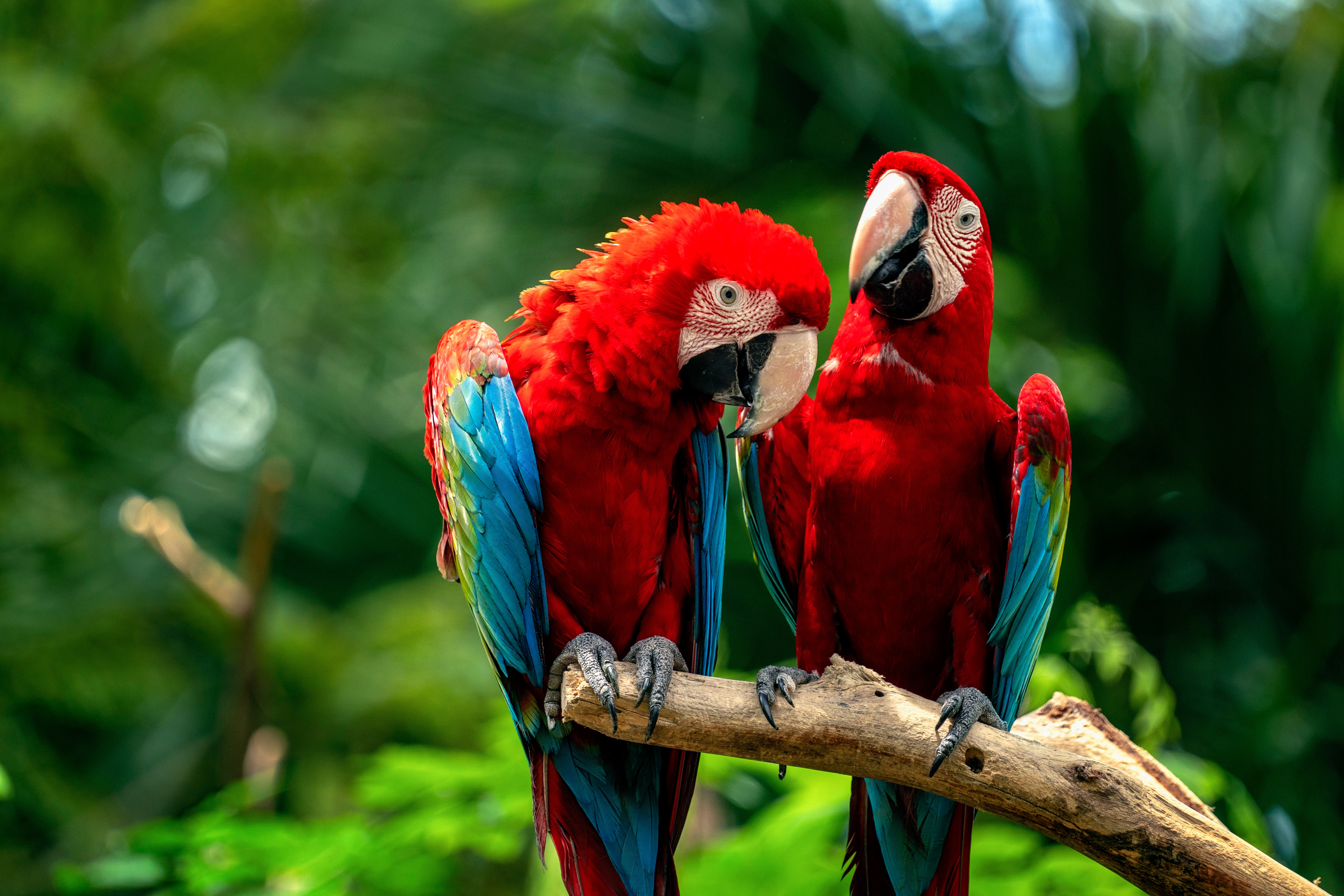 Laden Sie das Tiere, Vögel, Vogel, Ara, Papagei, Grünflügelara-Bild kostenlos auf Ihren PC-Desktop herunter