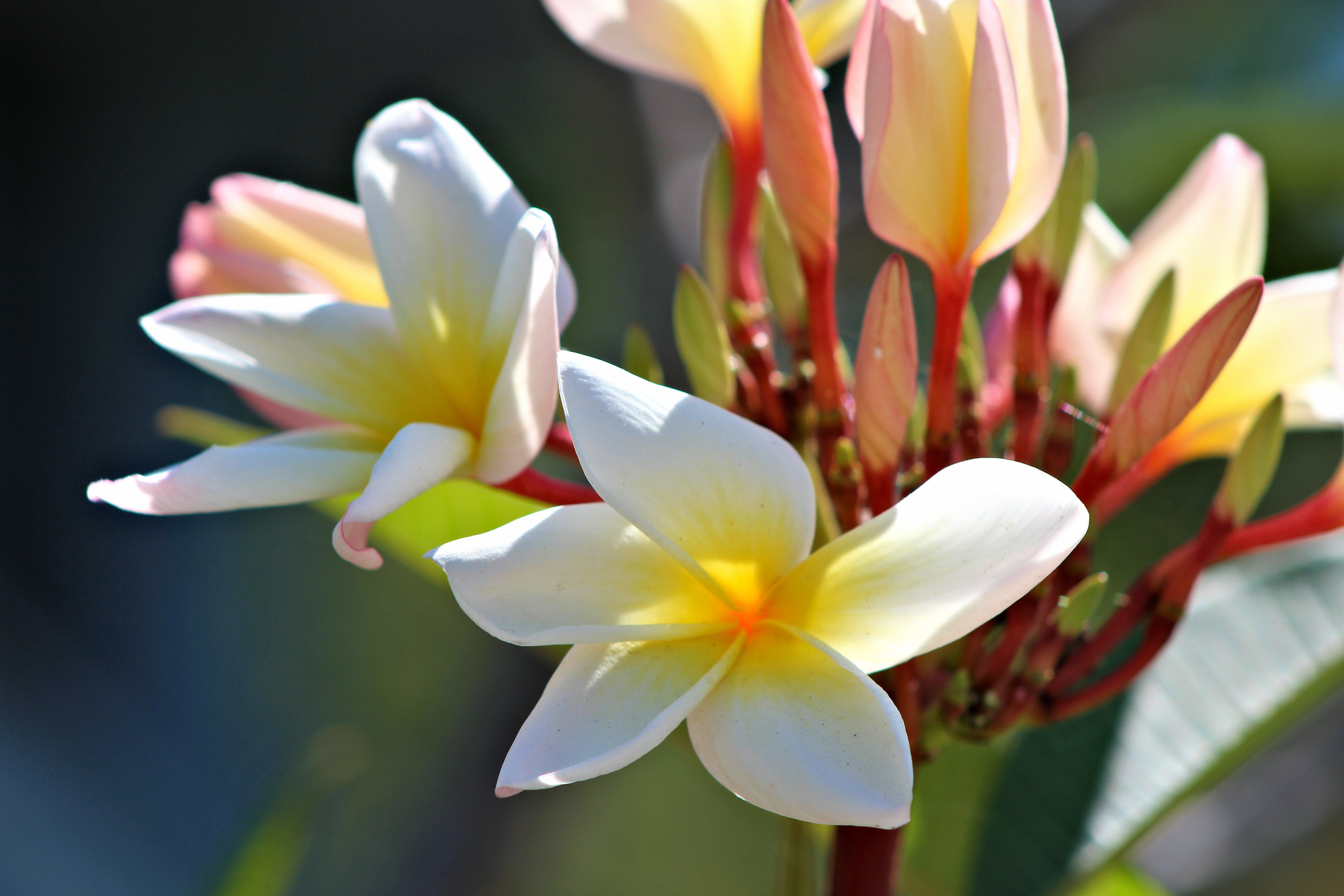 Laden Sie das Magnolia, Knospen, Magnolie, Blütenblätter, Blumen-Bild kostenlos auf Ihren PC-Desktop herunter