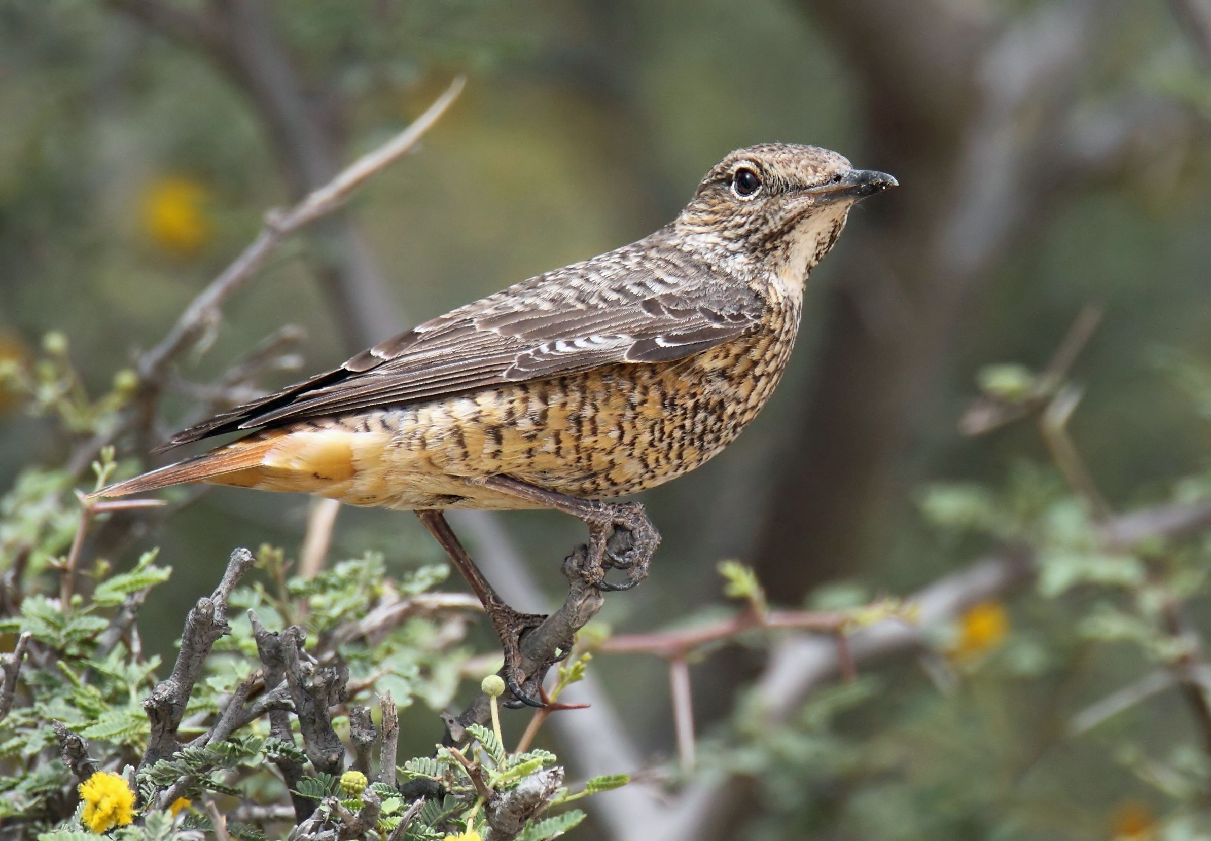 Baixar papel de parede para celular de Pássaro, Aves, Animais gratuito.