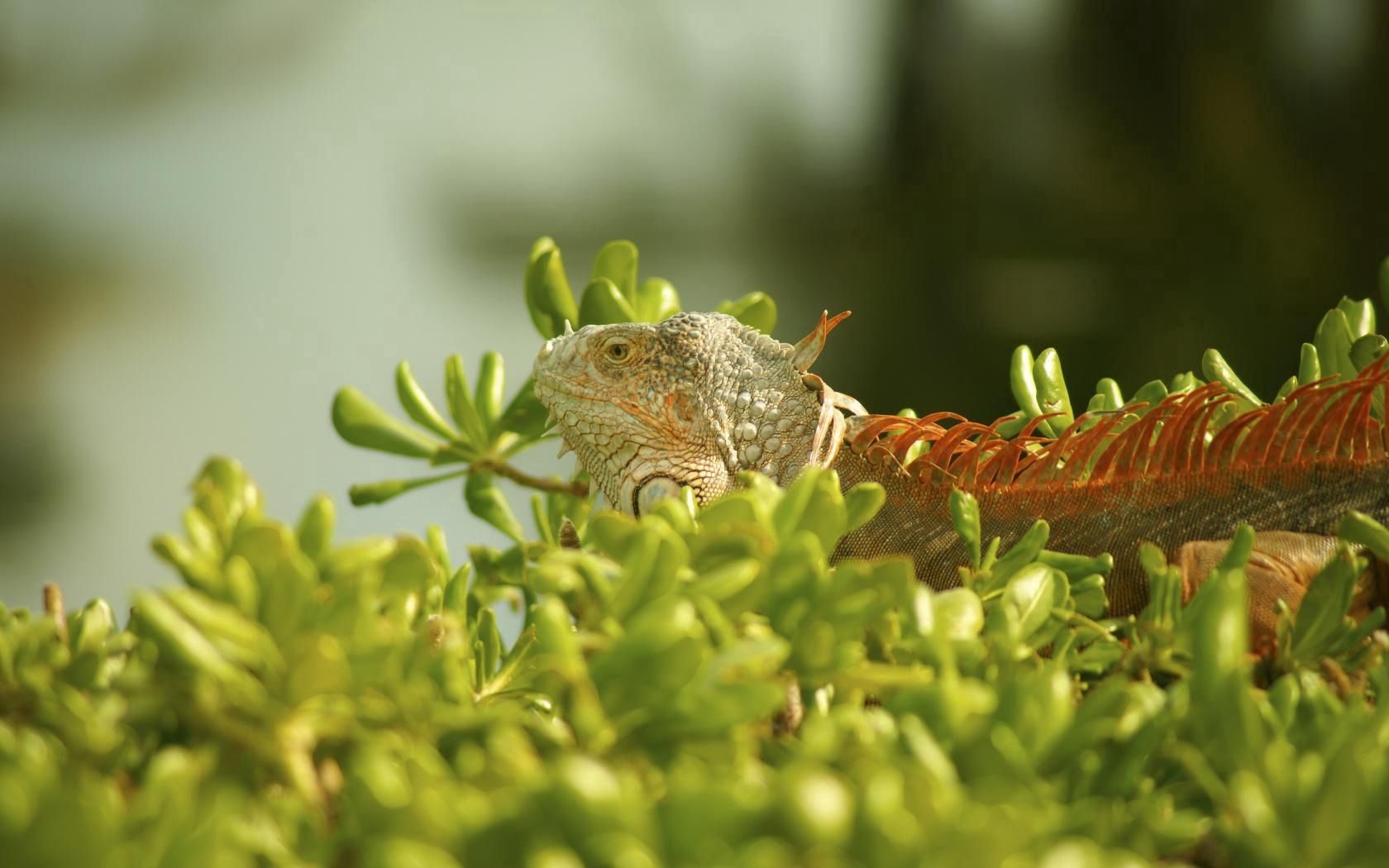animals, grass, plant, iguana, climb Full HD