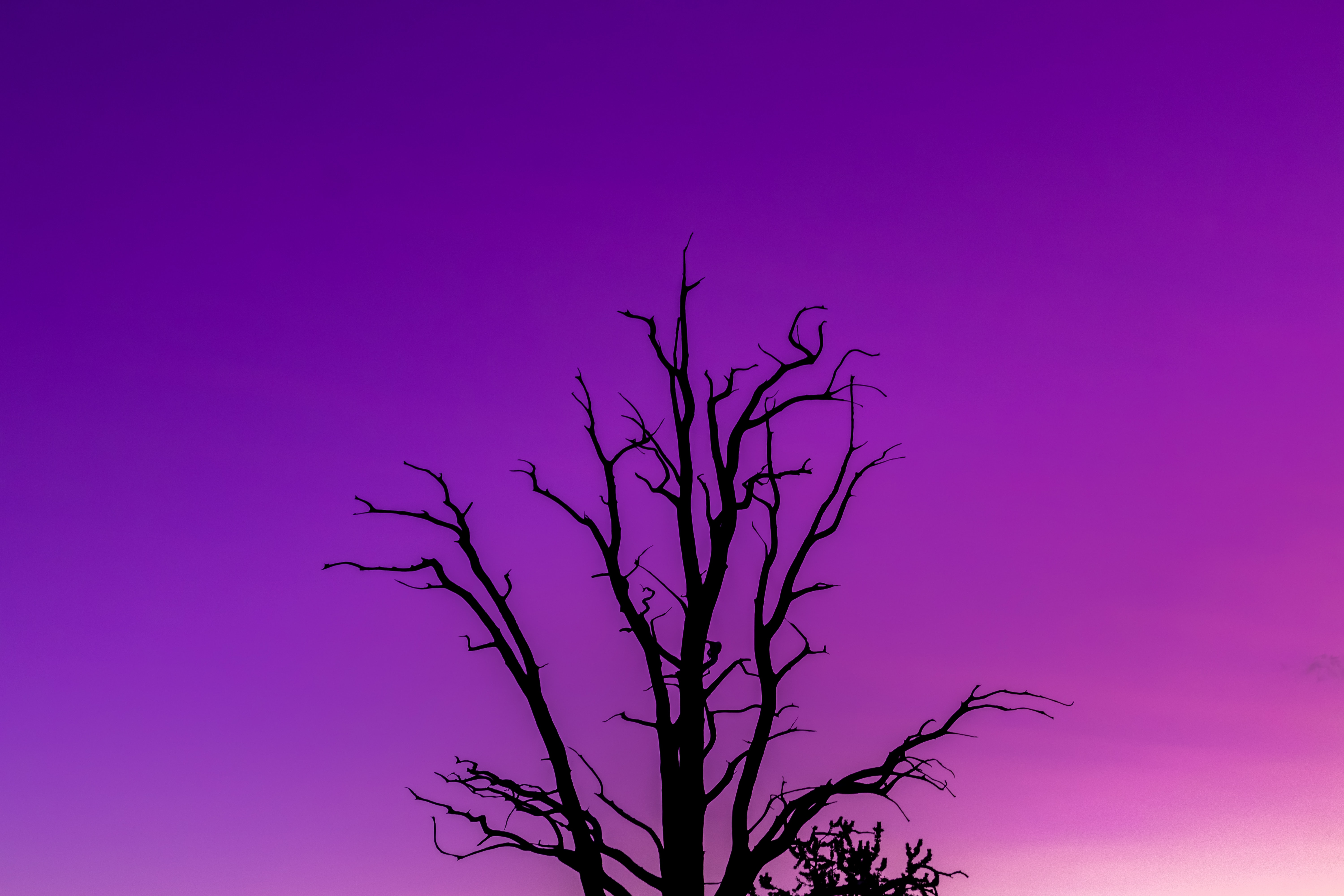 PCデスクトップに紫の, 自然, 木, 木材, 薄明, 夕暮れ, スカイ, 紫, ミニマリズム画像を無料でダウンロード
