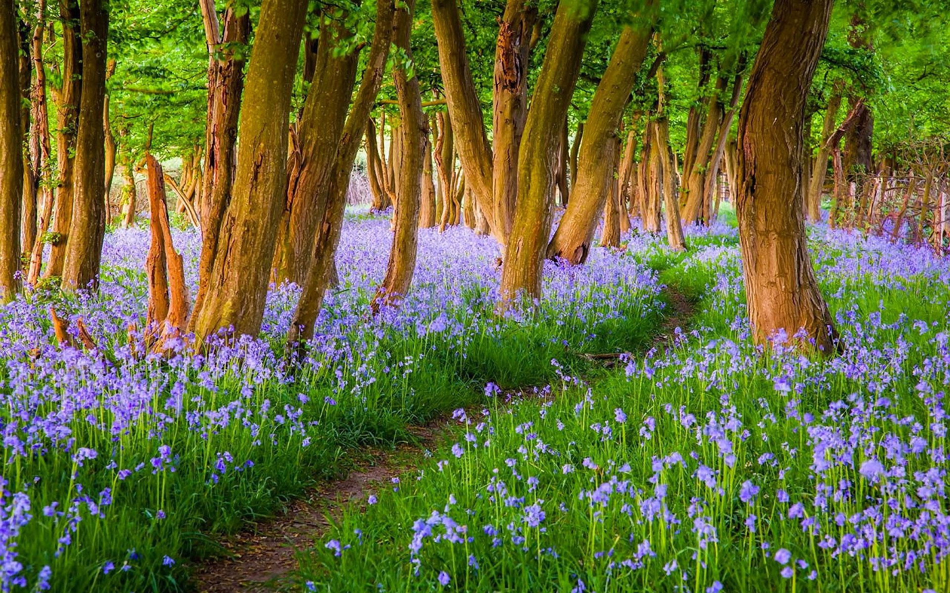 Download mobile wallpaper Flower, Forest, Earth, Path, Spring, Purple Flower for free.