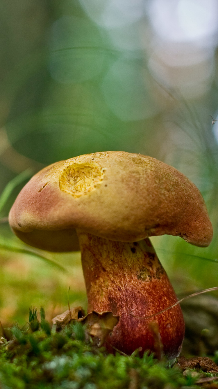 Descarga gratuita de fondo de pantalla para móvil de Champiñón, Tierra/naturaleza.