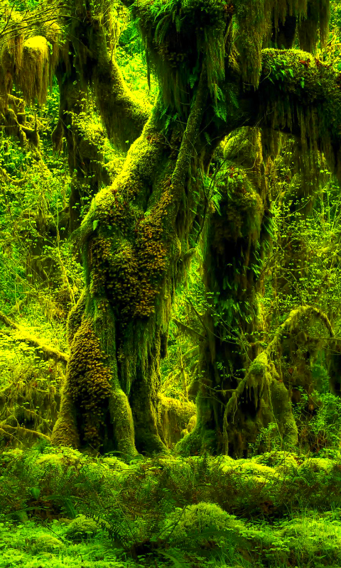 Download mobile wallpaper Forest, Tree, Earth, Moss for free.