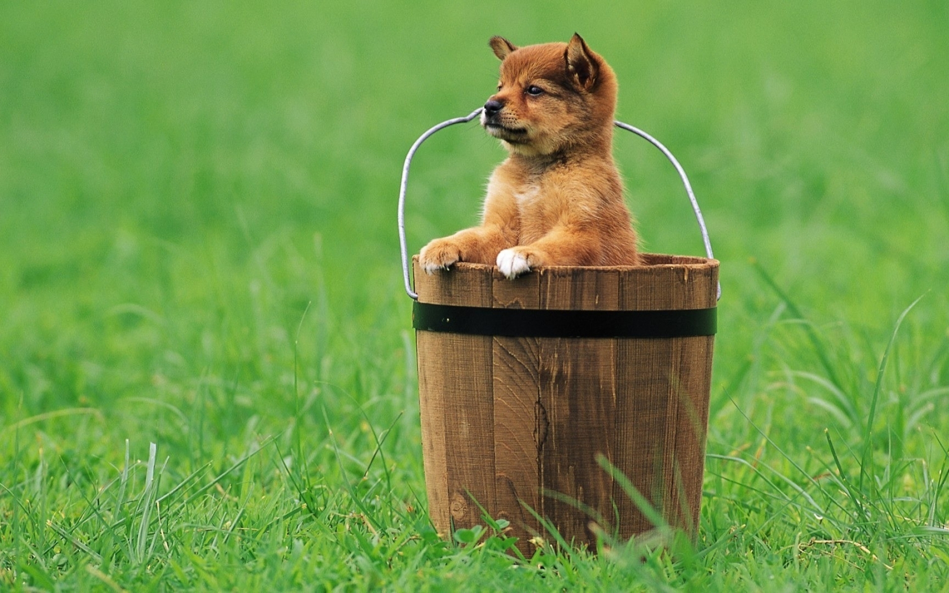 Téléchargez gratuitement l'image Chiens, Chien, Animaux sur le bureau de votre PC