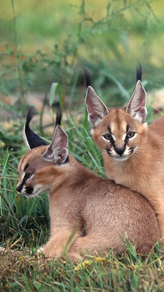 Download mobile wallpaper Cats, Animal, Caracal for free.