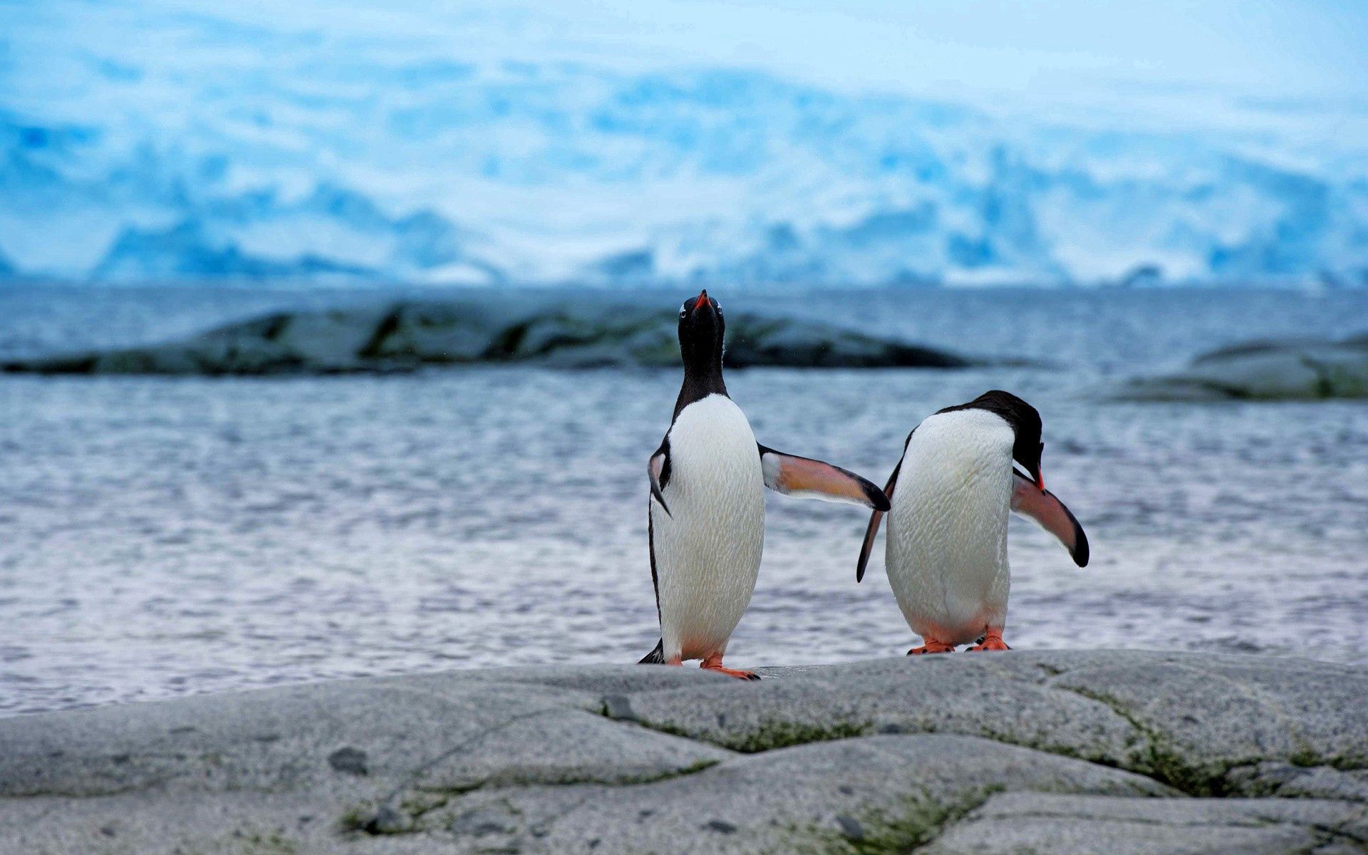 86387 baixar imagens animais, pinguins, costa, banco, casal, par, antártica, antártida - papéis de parede e protetores de tela gratuitamente