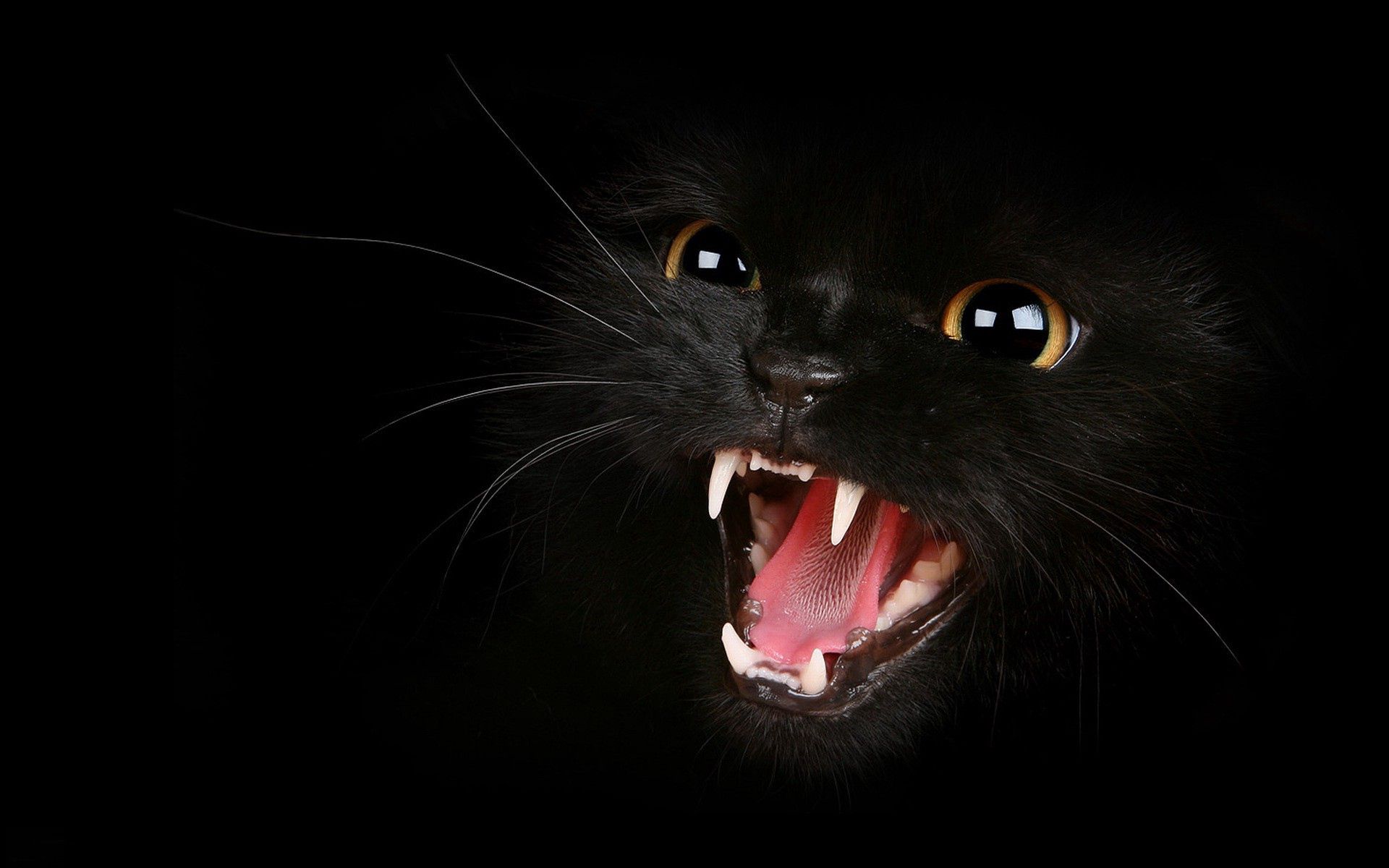 153596 скачать картинку животные, котенок, глаза, черный, оскал, мяу, агрессия - обои и заставки бесплатно