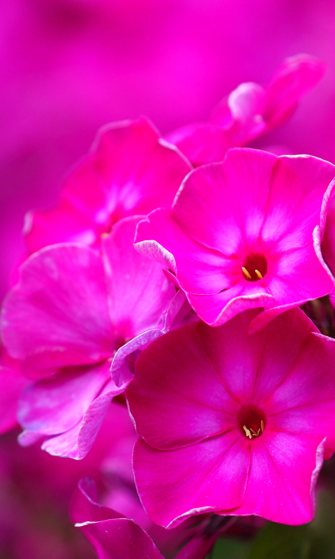 Download mobile wallpaper Nature, Flowers, Flower, Blur, Earth, Phlox, Pink Flower for free.