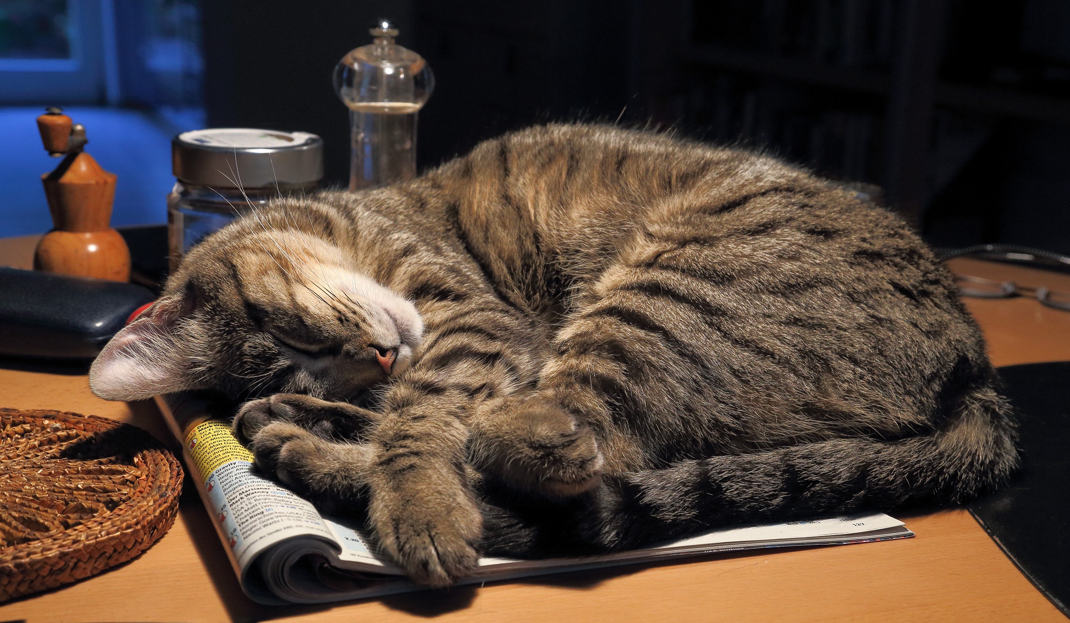 Free download wallpaper Cats, Cat, Animal, Sleeping on your PC desktop