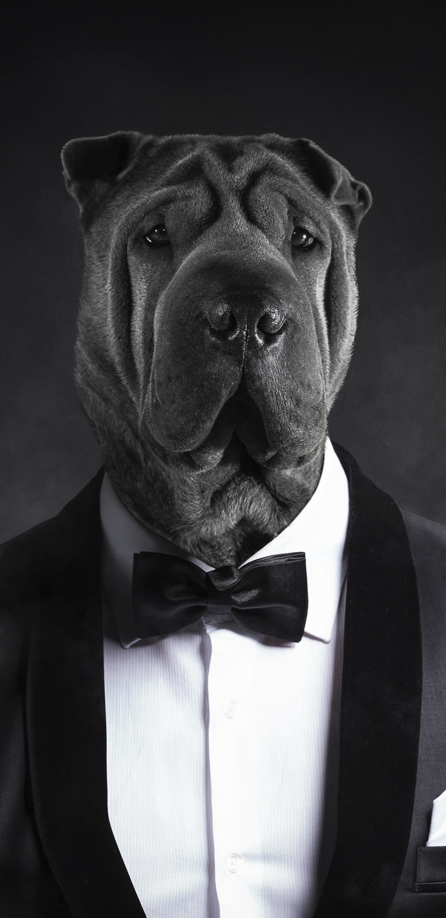 Download mobile wallpaper Dog, Muzzle, Suit, Humor for free.