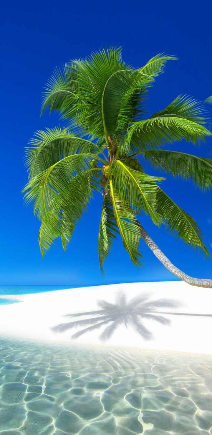 Download mobile wallpaper Sea, Beach, Earth, Tropical, Seychelles, Palm Tree for free.