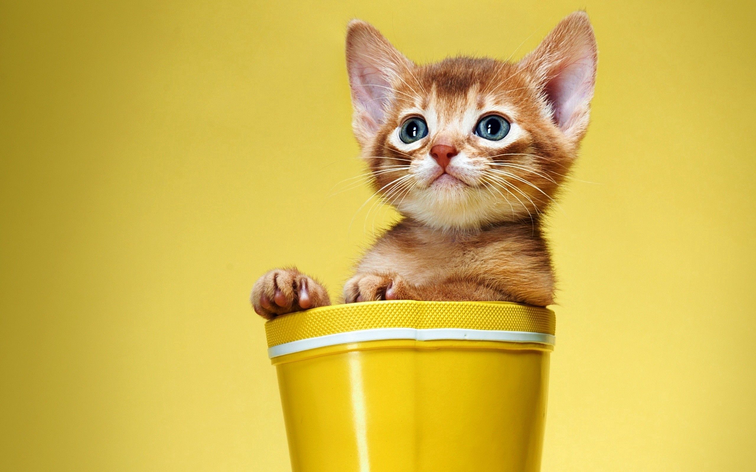 kitten, animals, kitty, sight, opinion, bucket
