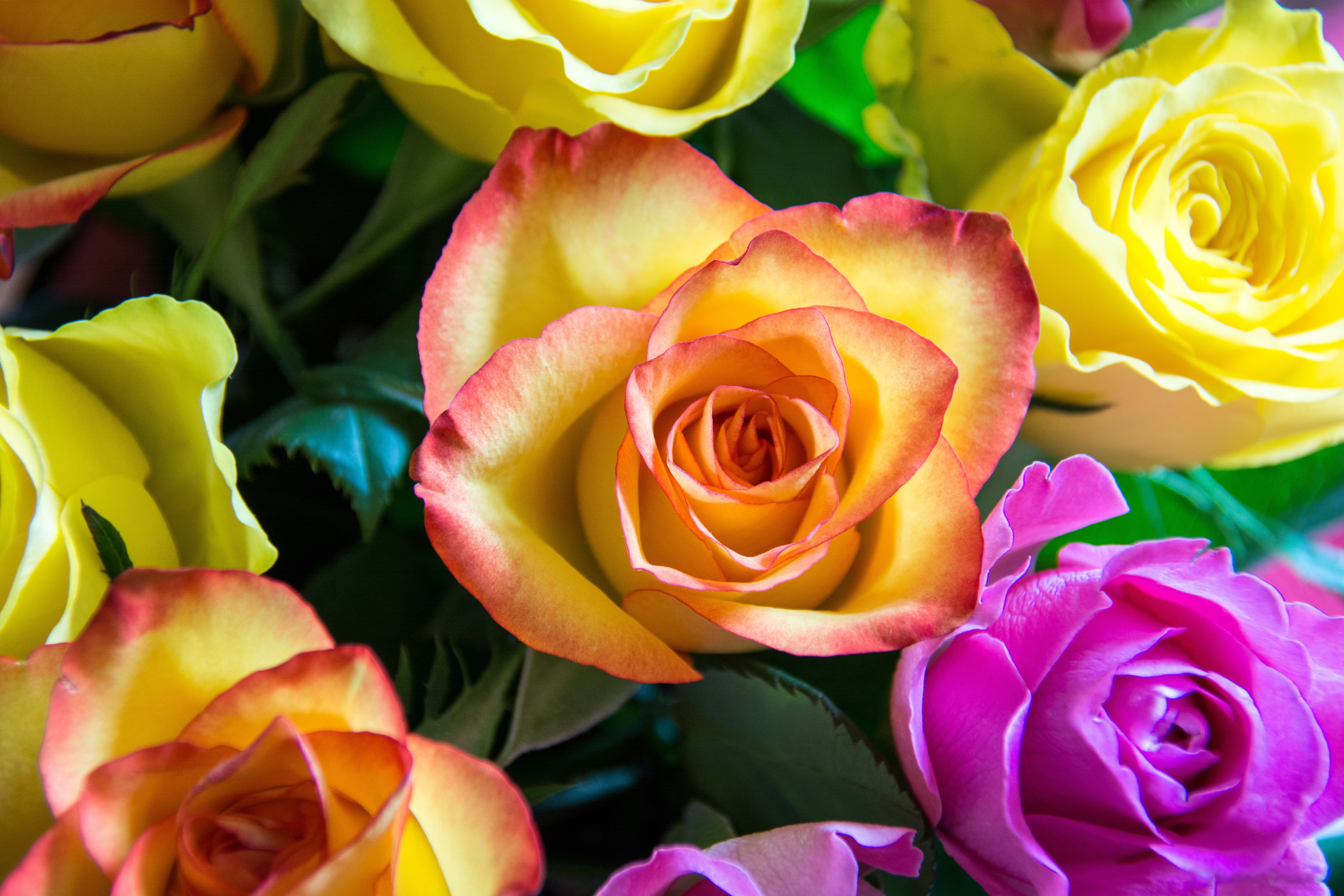 Baixe gratuitamente a imagem Flores, Rosa, Flor, Cores, Colorido, Terra/natureza na área de trabalho do seu PC
