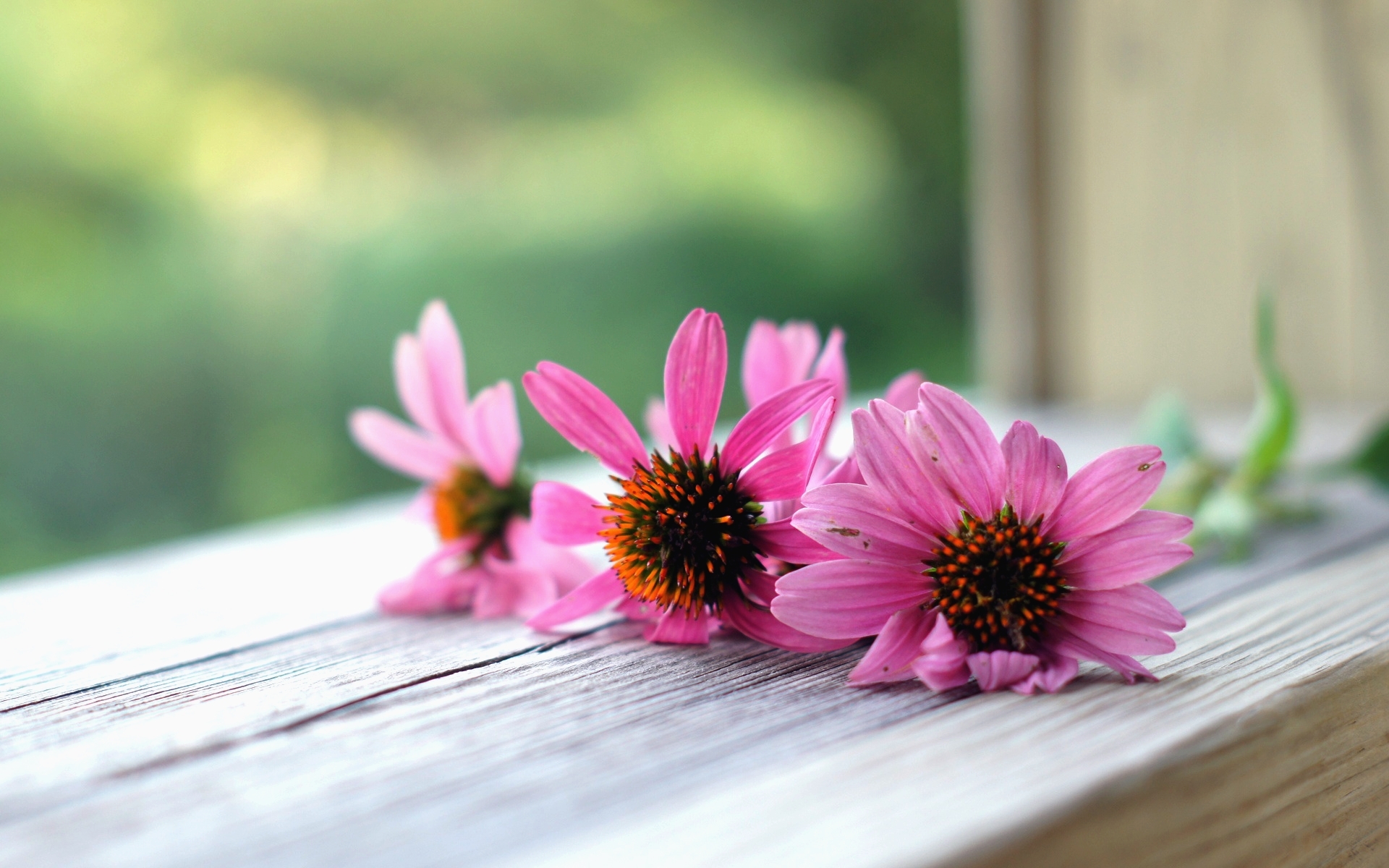 Descarga gratuita de fondo de pantalla para móvil de Flores, Flor, Tierra/naturaleza.