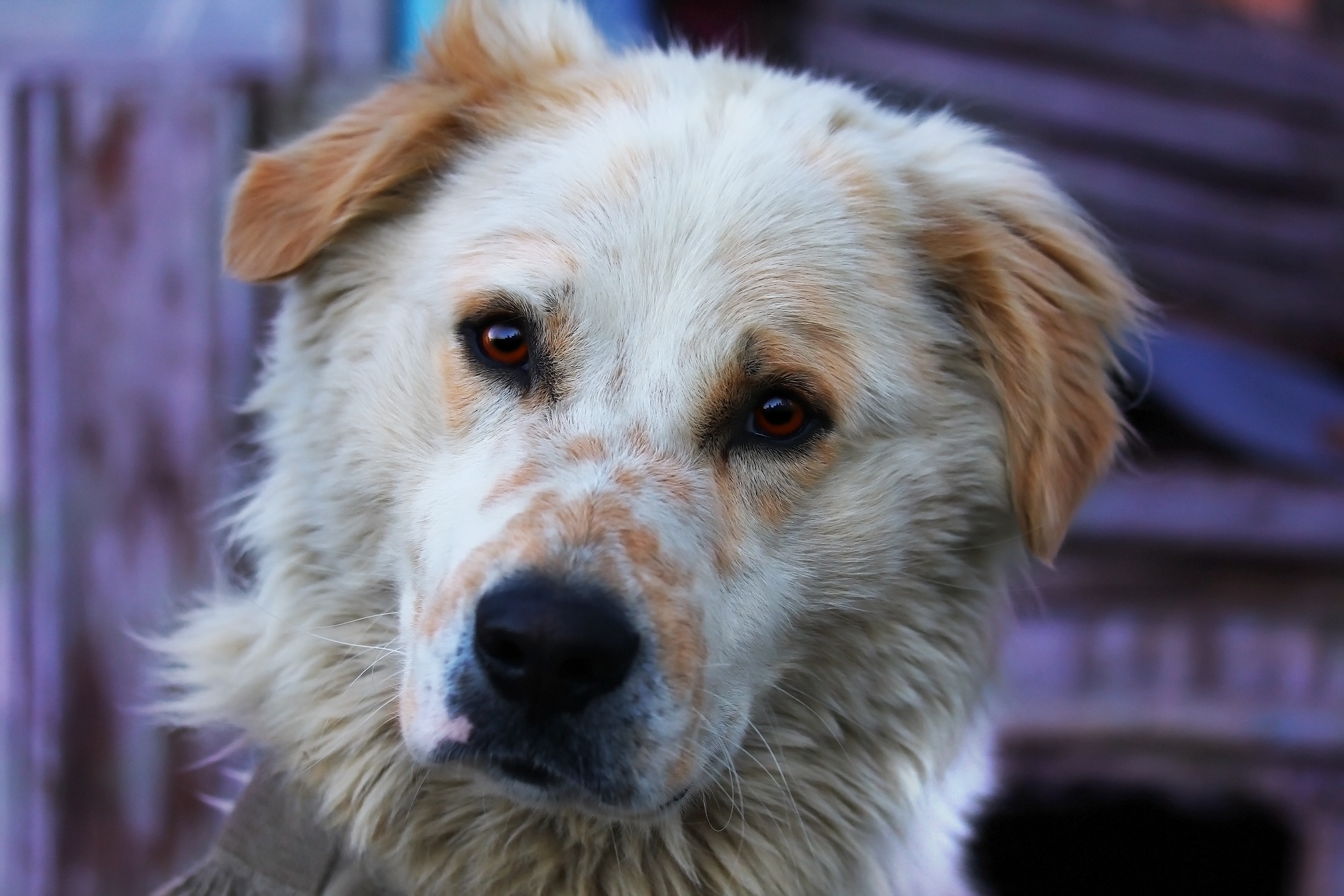 Handy-Wallpaper Tiere, Hunde, Hund kostenlos herunterladen.