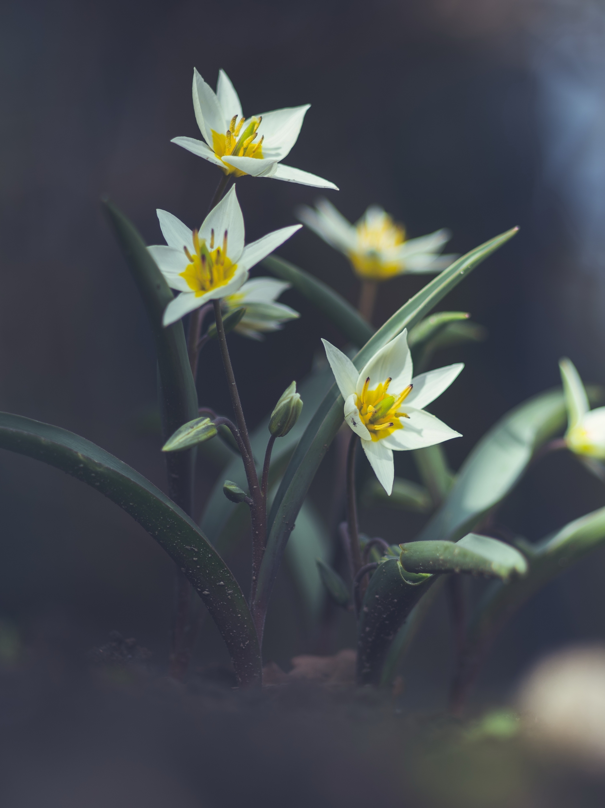 Download mobile wallpaper Nature, Flowers, Flower, Earth, Spring, Tulip for free.