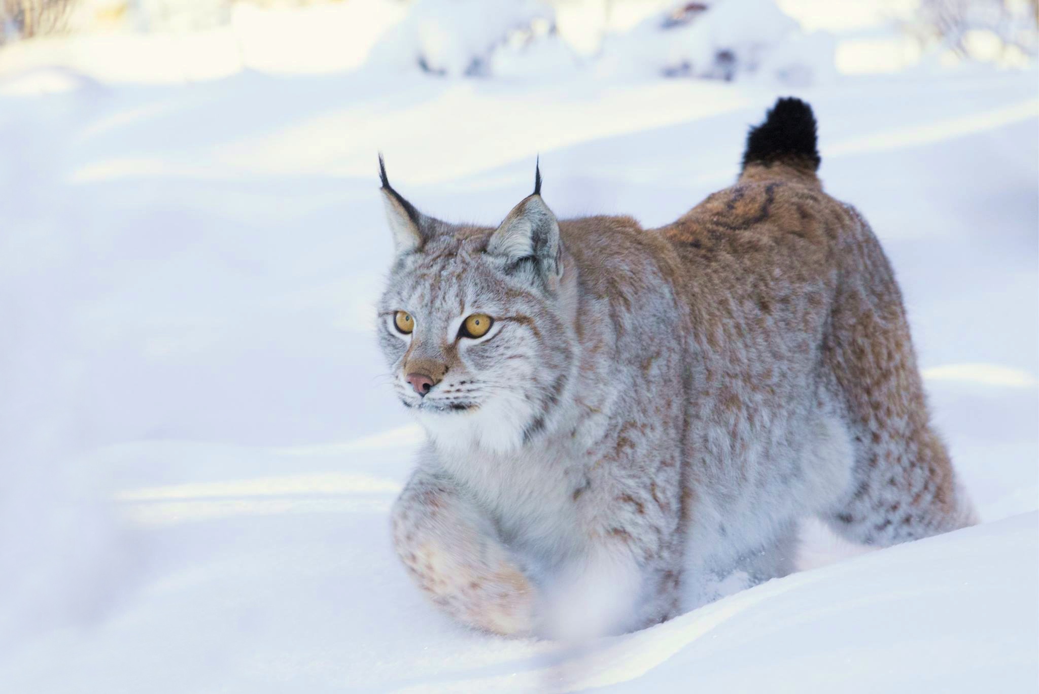 Baixar papel de parede para celular de Animais, Inverno, Gatos, Neve, Lince gratuito.