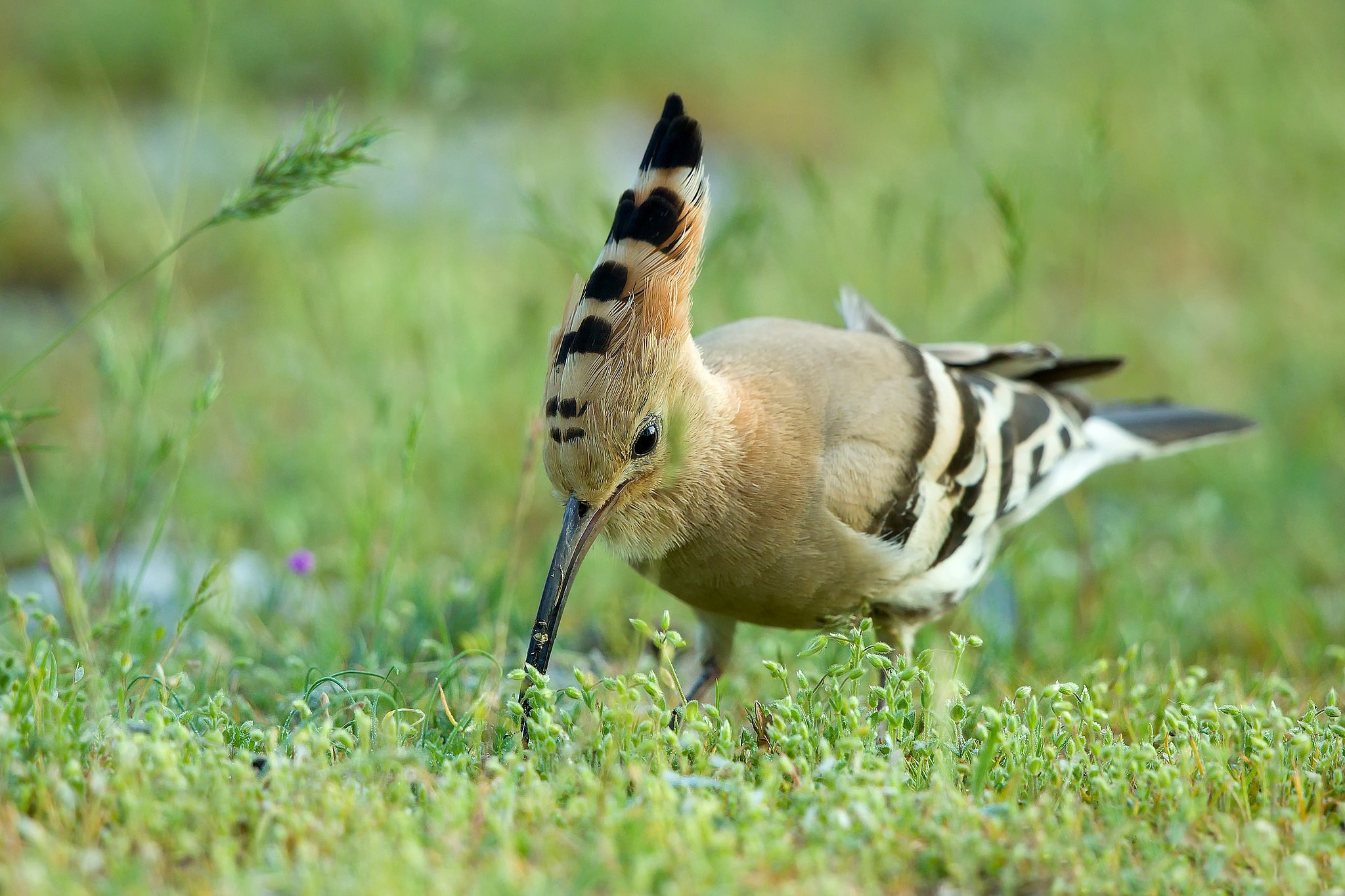 Download mobile wallpaper Birds, Bird, Animal, Hoopoe for free.