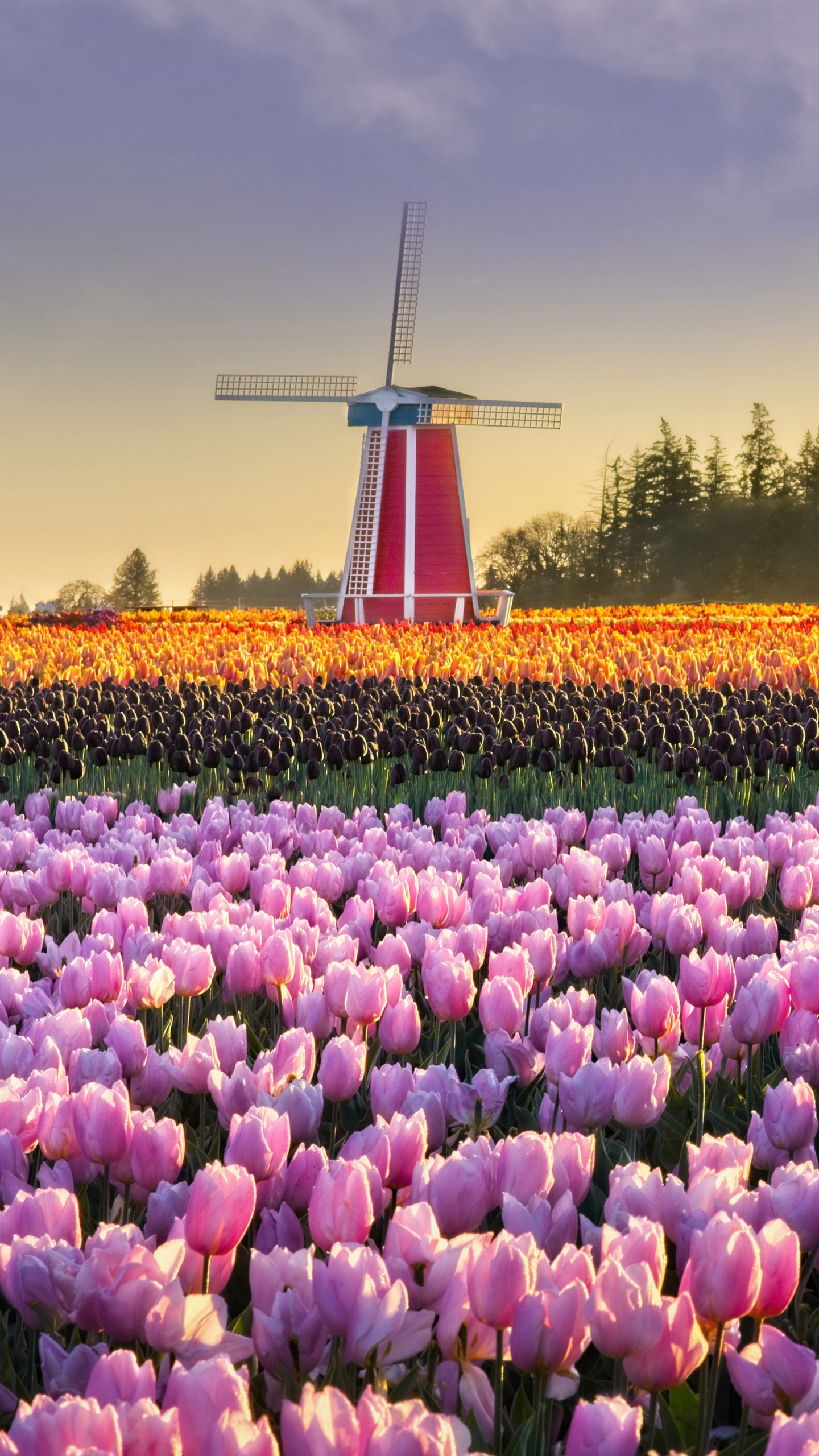 Download mobile wallpaper Flower, Field, Tulip, Windmill, Man Made for free.