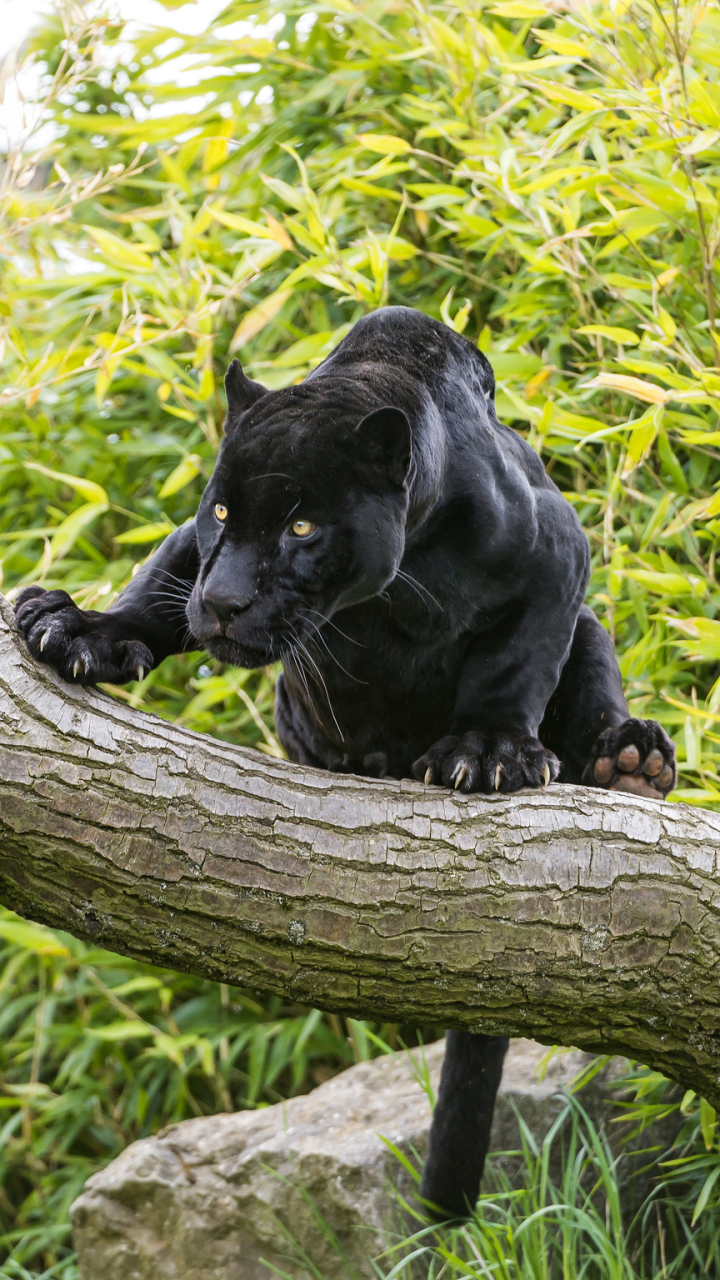 Téléchargez des papiers peints mobile Animaux, Chats, Panthère Noire gratuitement.