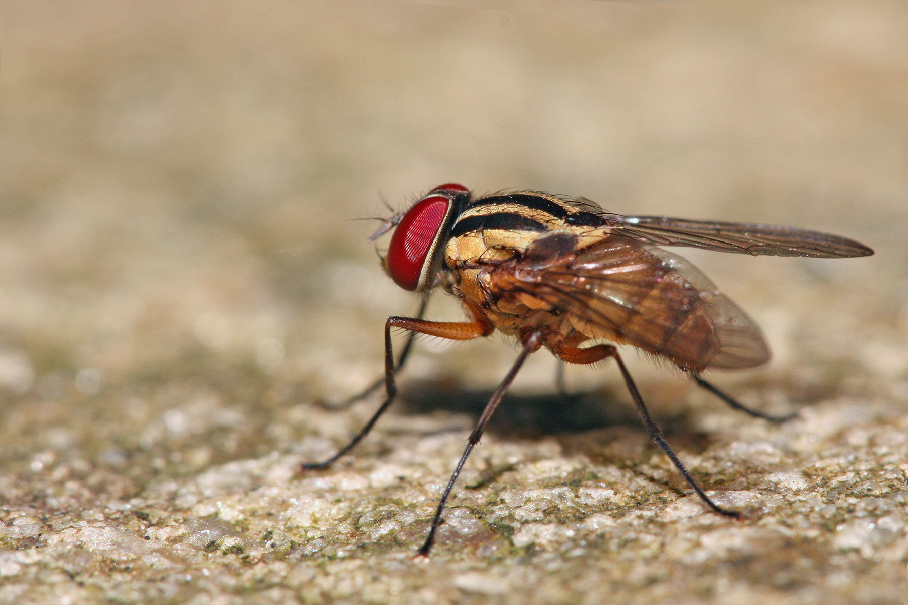 Handy-Wallpaper Tiere, Fliegen kostenlos herunterladen.