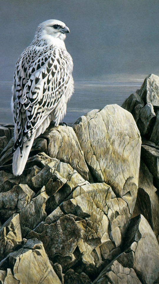 Download mobile wallpaper Birds, Bird, Falcon, Animal for free.